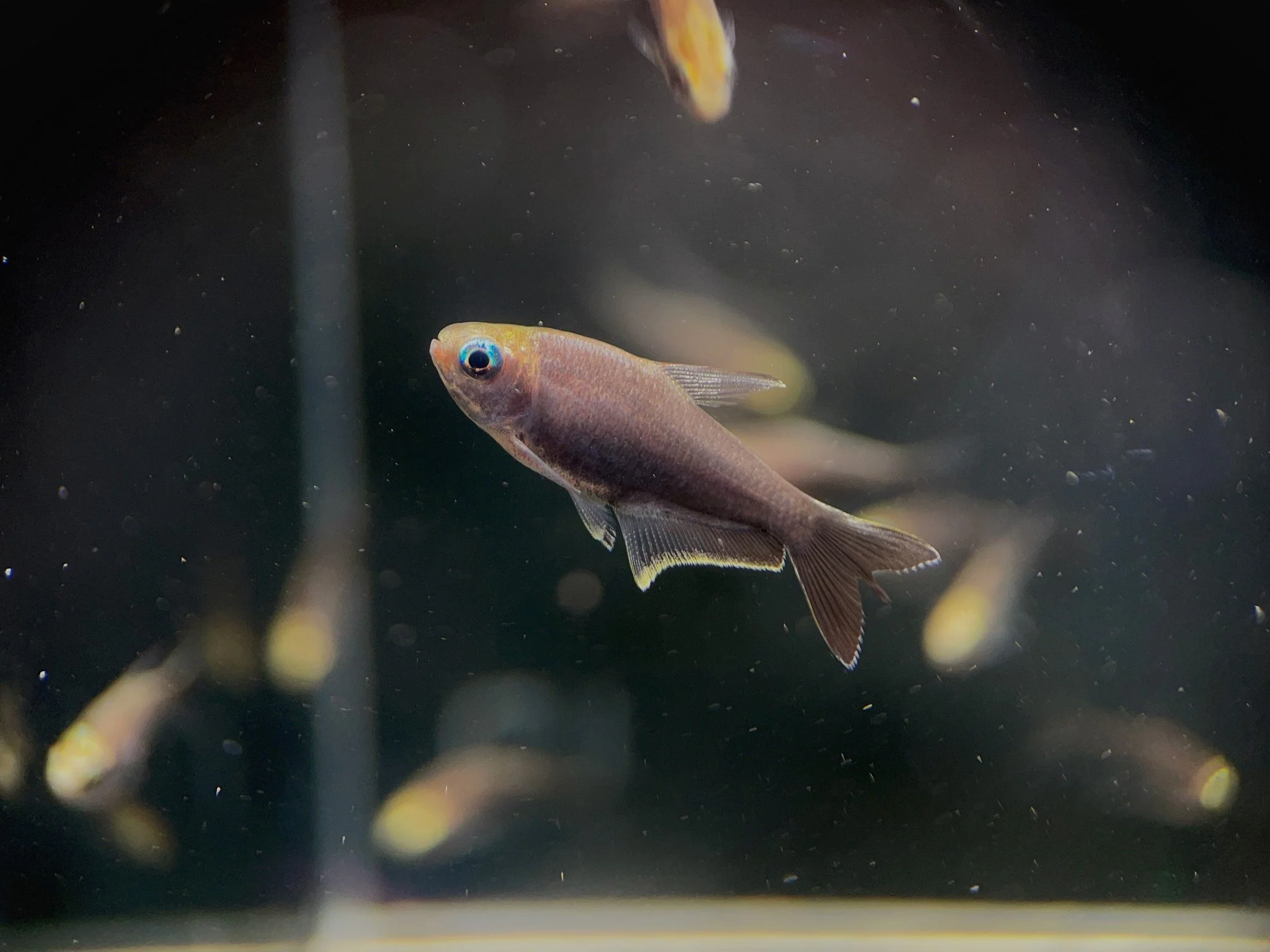 Black Emperor Tetra