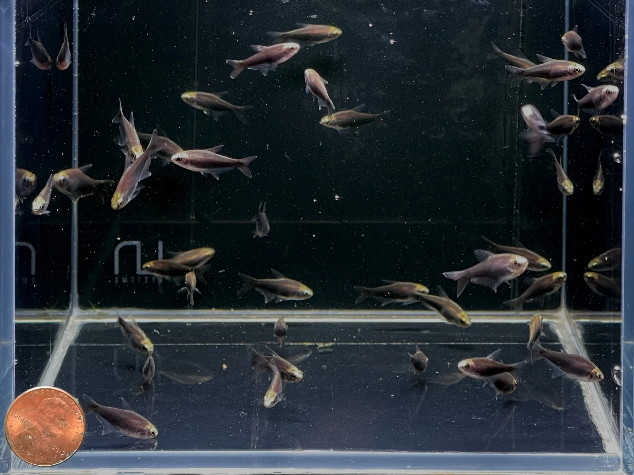 Black Emperor Tetra - Image 2