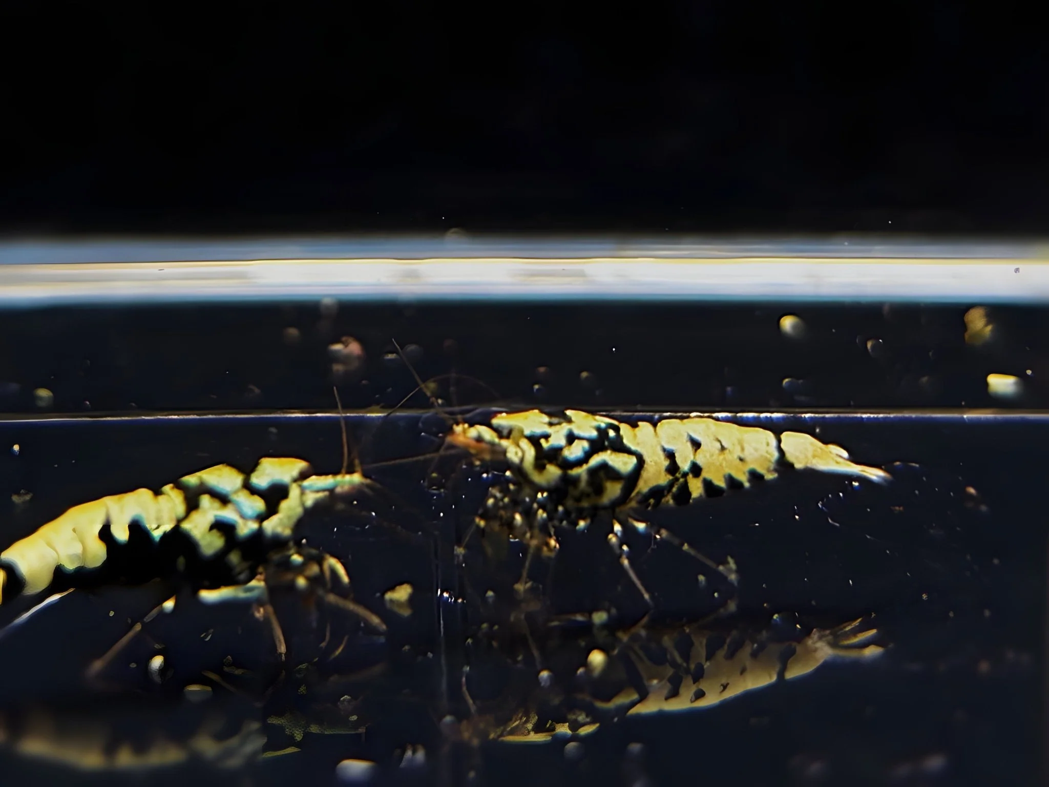 Black Galaxy Shrimp Mix