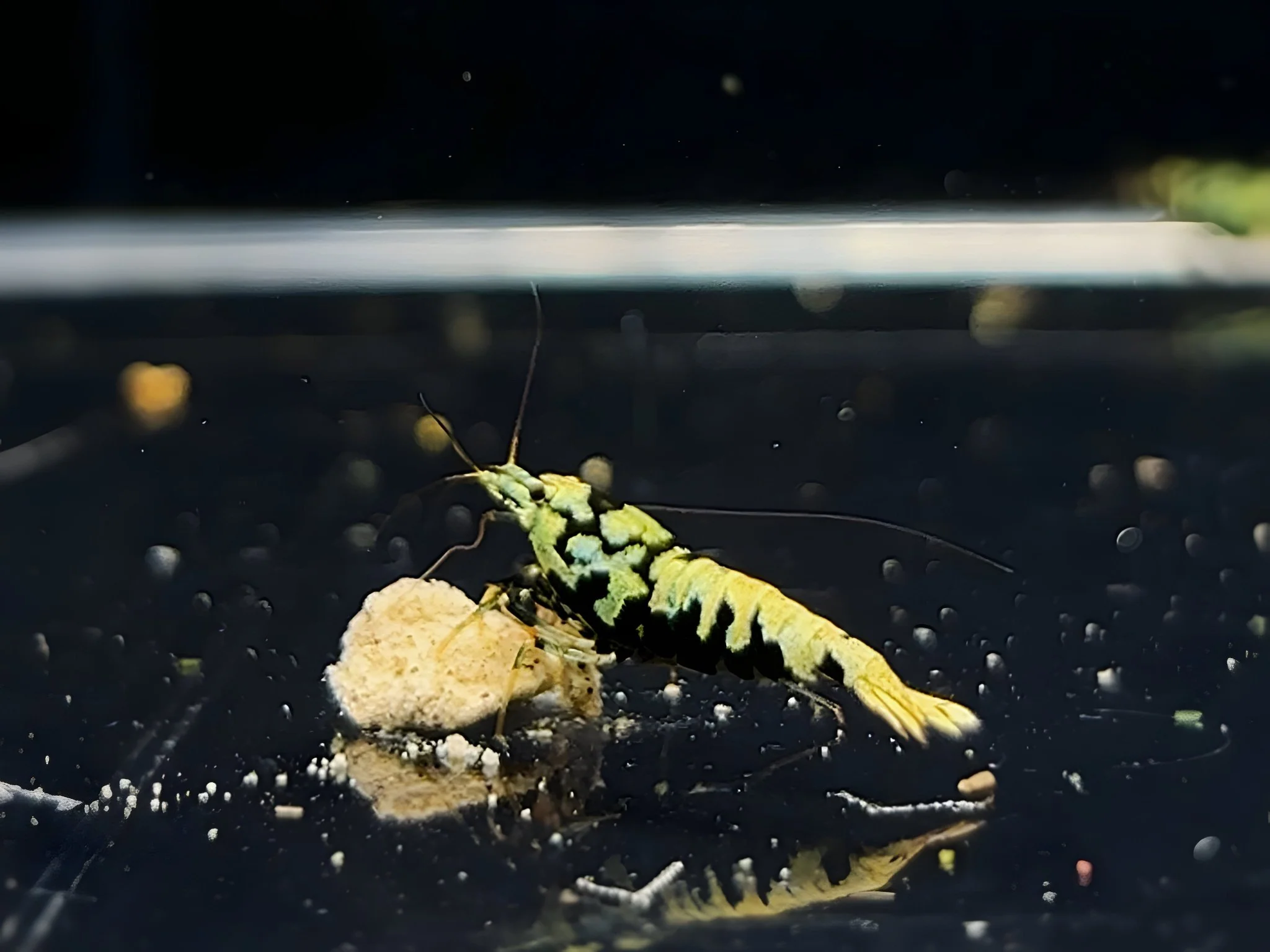 Black Galaxy Shrimp Mix - Image 2