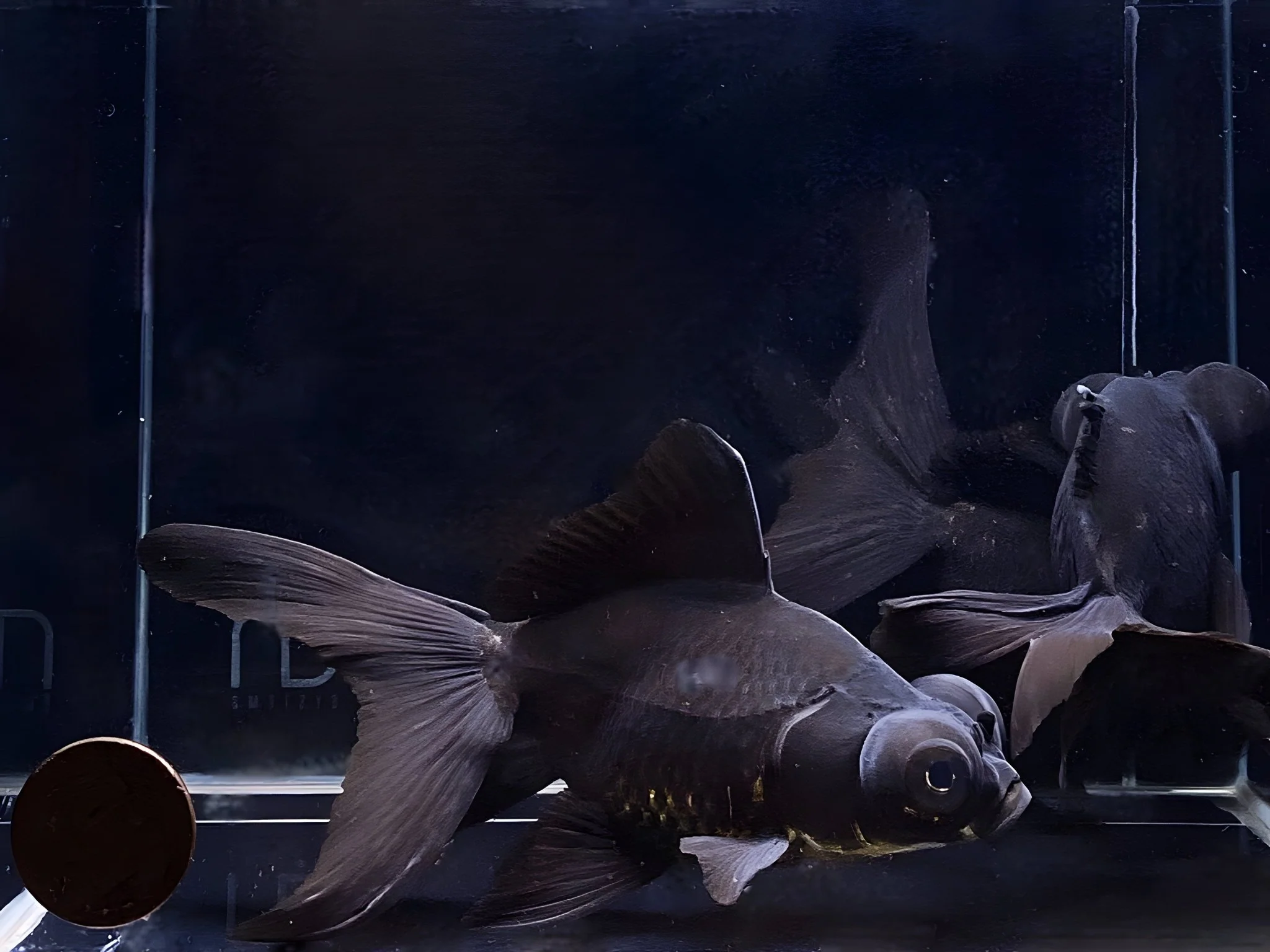 Black Moor Goldfish 3.5-4" - Image 2