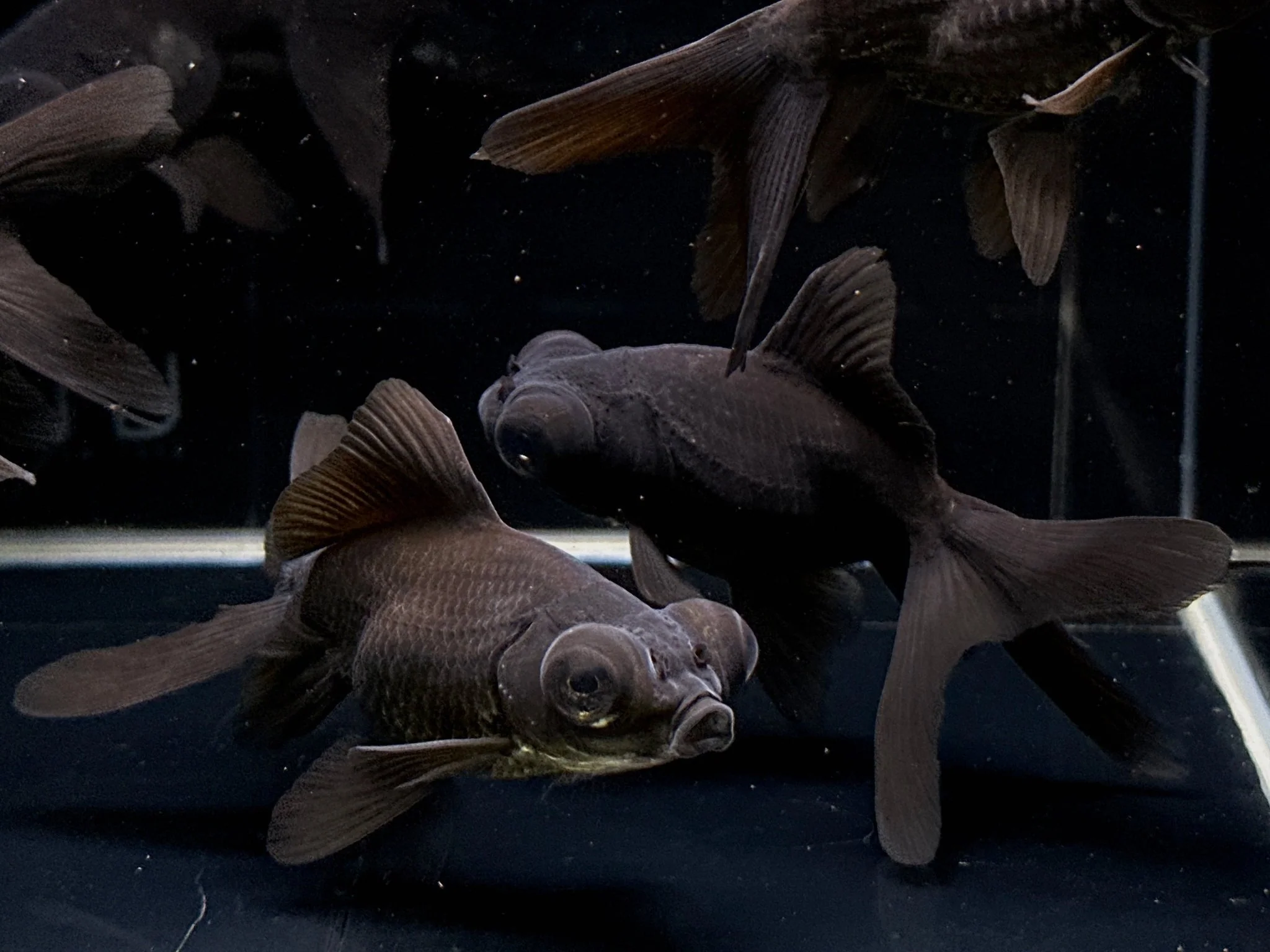 Black Moor Goldfish 2.75-3.25"