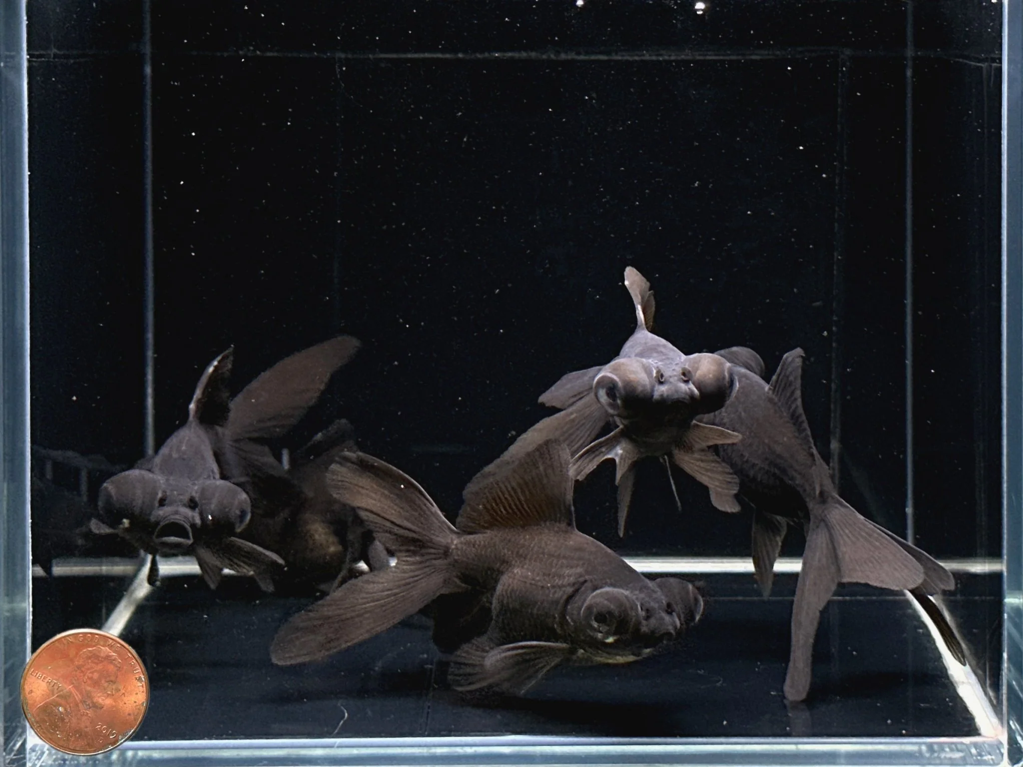 Black Moor Goldfish 2.75-3.25" - Image 2
