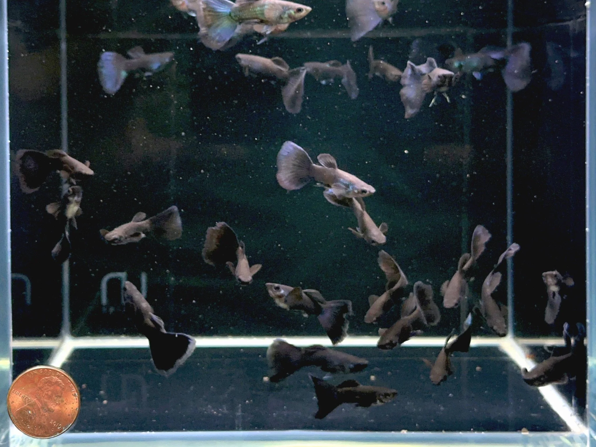 Black Moscow Guppy Males - Image 2