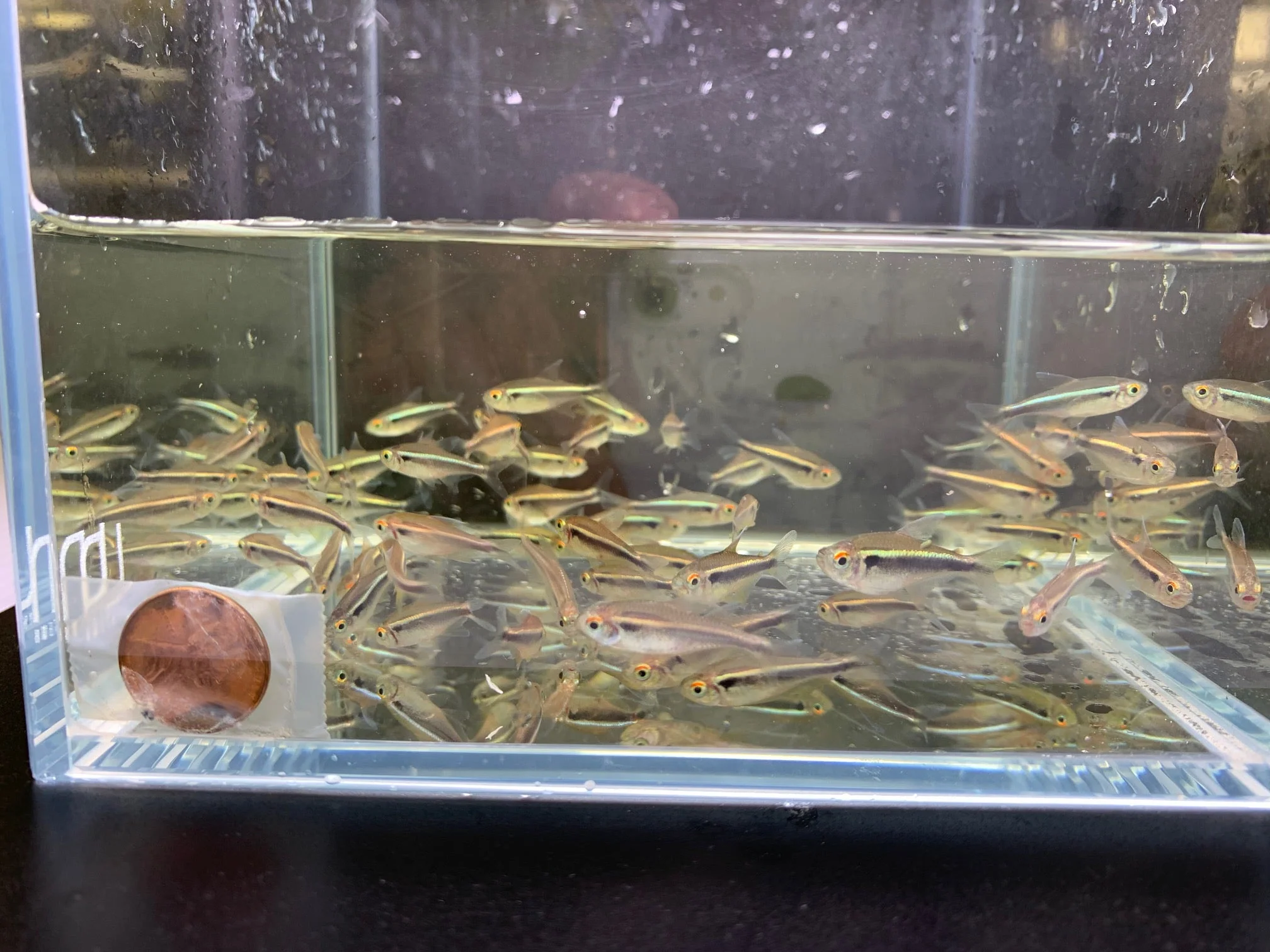Black Neon Tetra