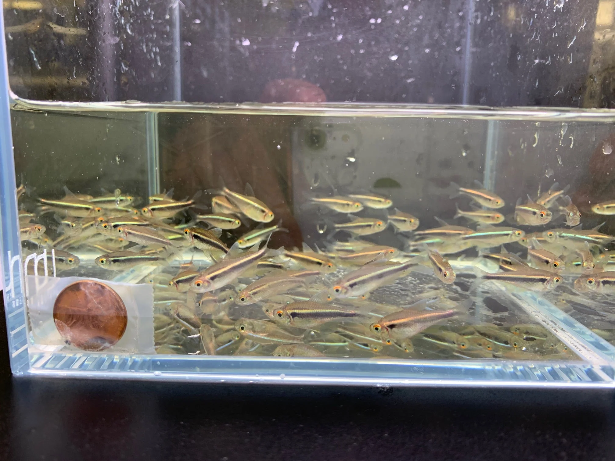 Black Neon Tetra - Image 2