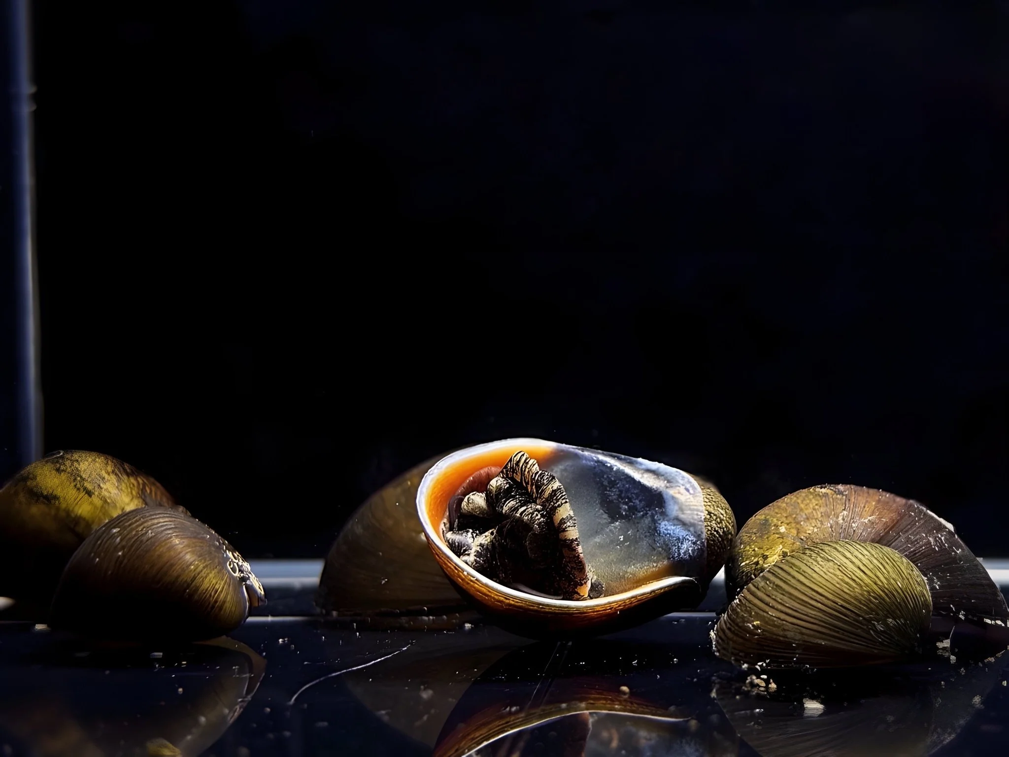 Black Racer Nerite Snail