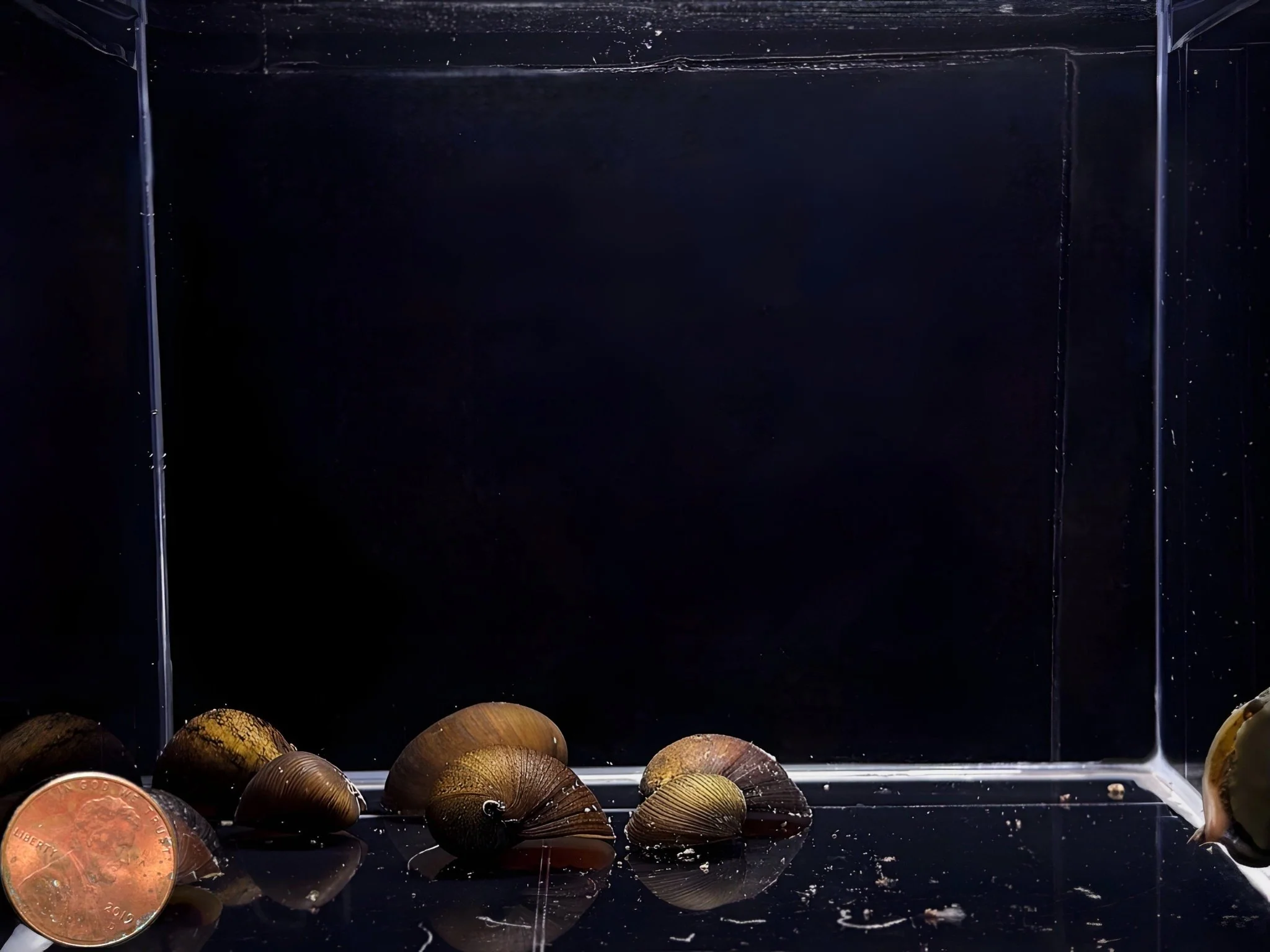 Black Racer Nerite Snail - Image 2