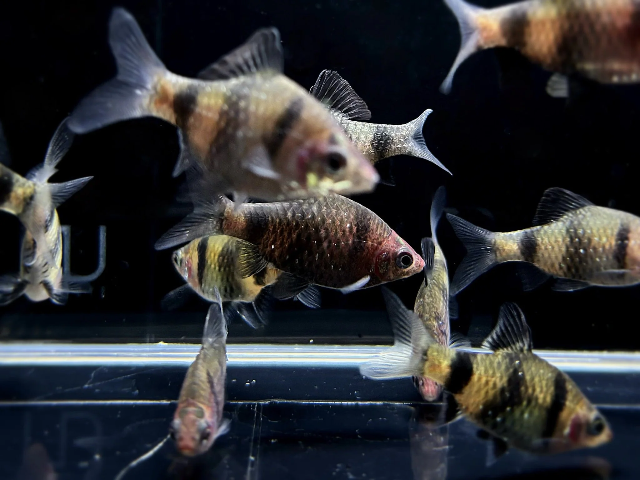 Black Ruby Barb