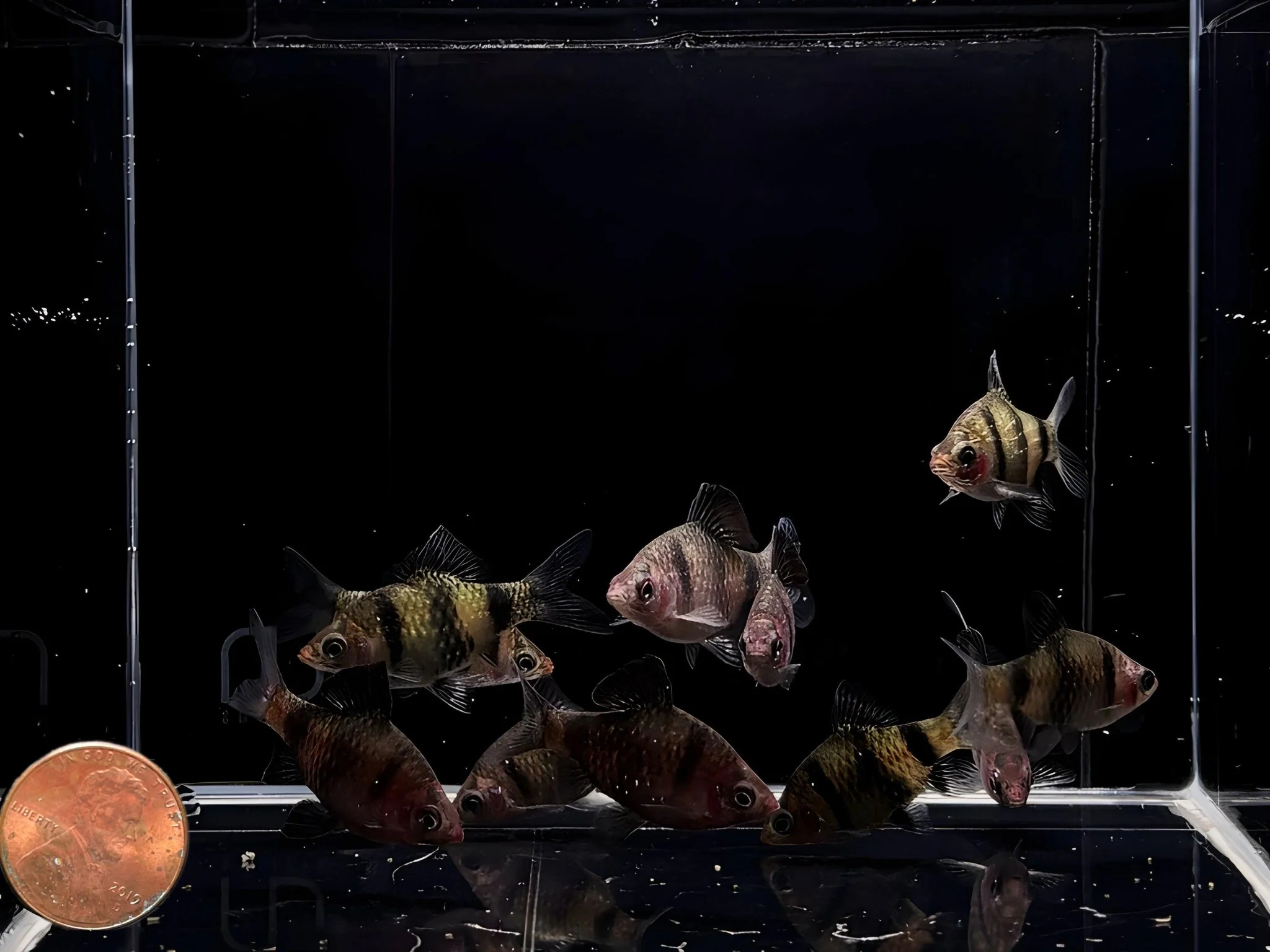 Black Ruby Barb - Image 2