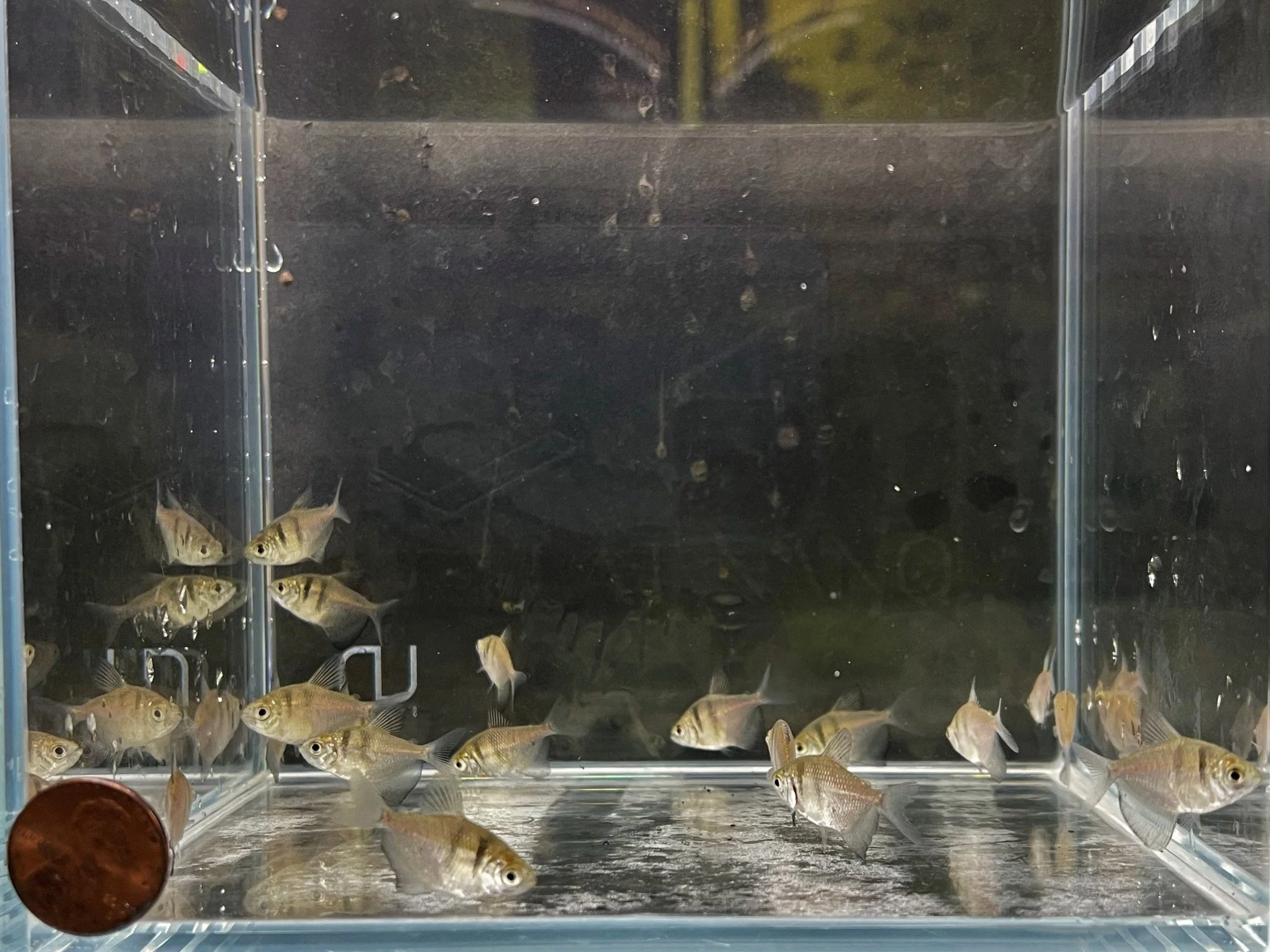 Black Skirt Tetra Size ML