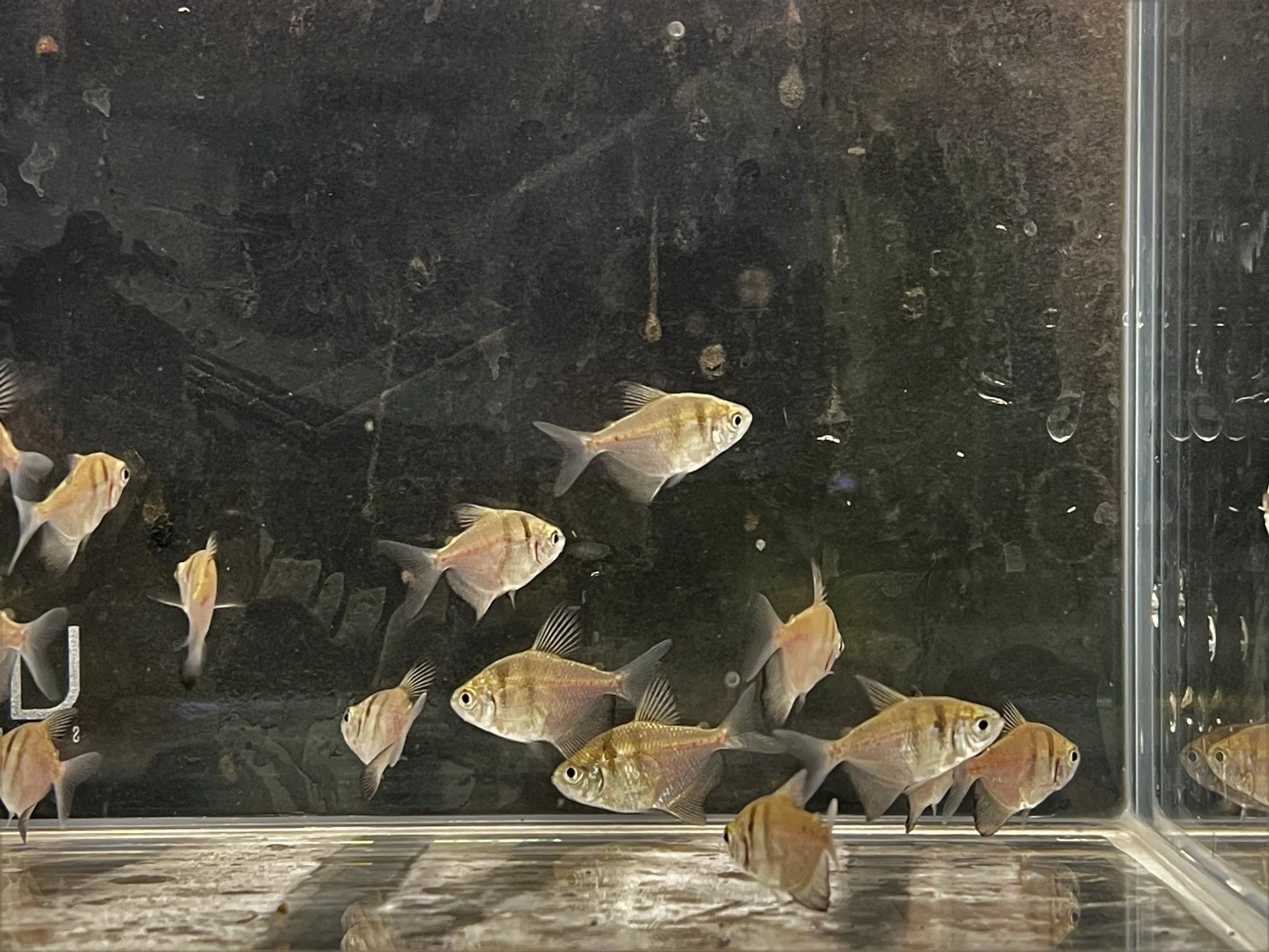 Black Skirt Tetra Size ML - Image 2