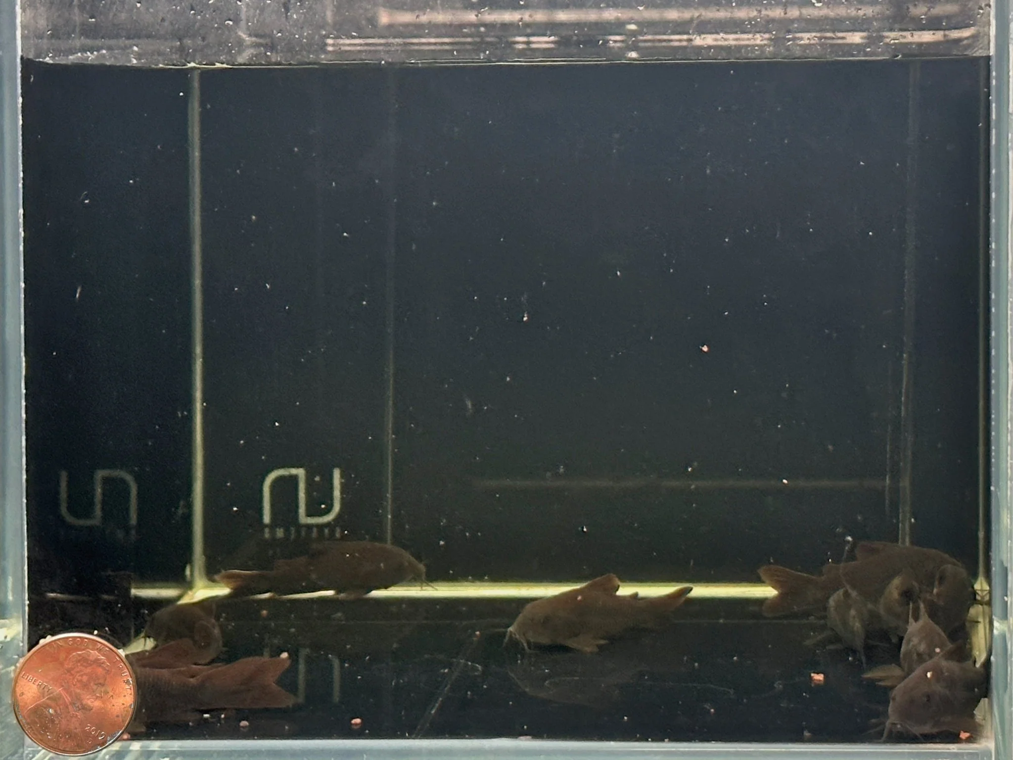 Black Venezuelan Cory