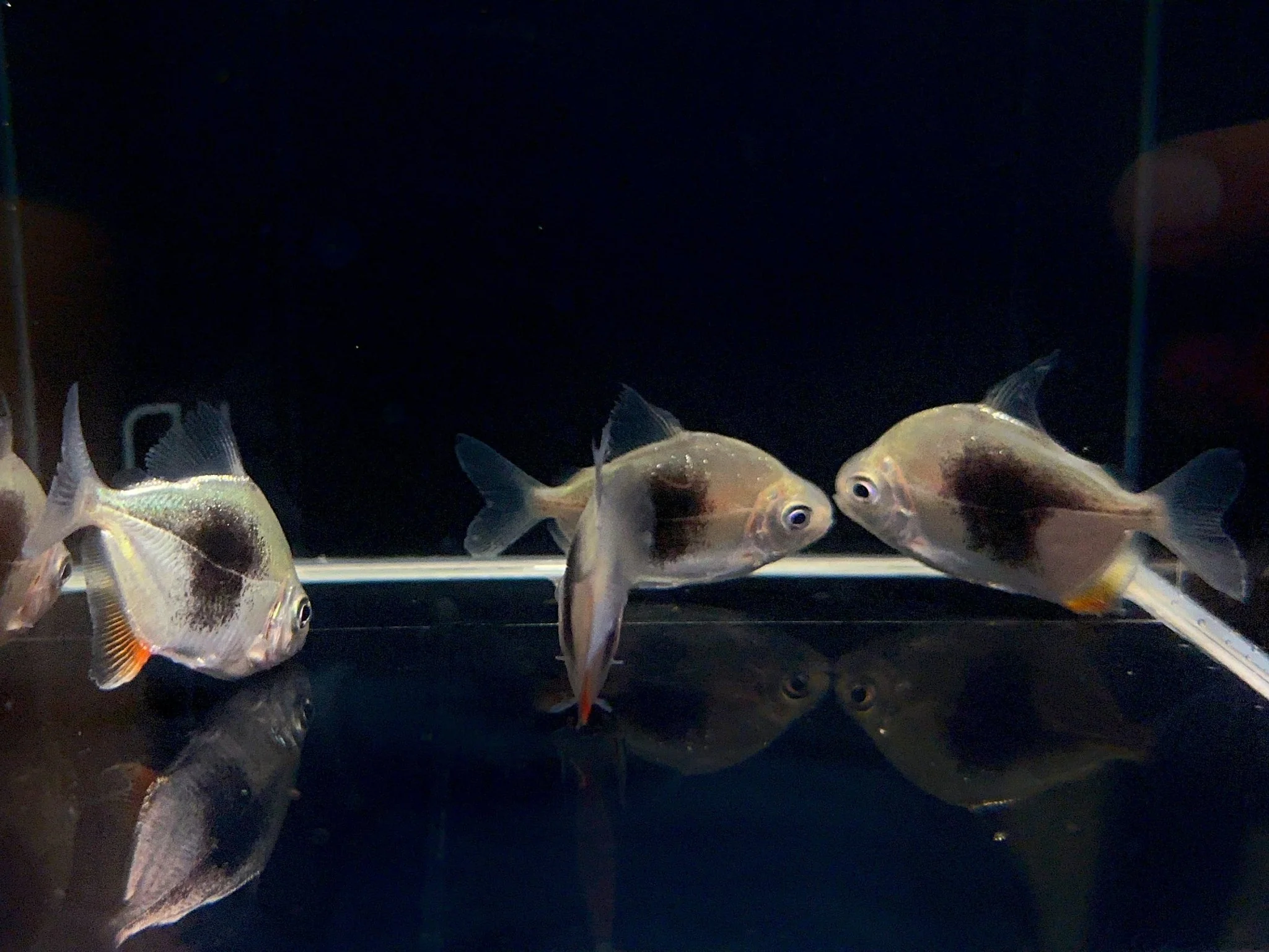 Blackberry Silver Dollar Tetra