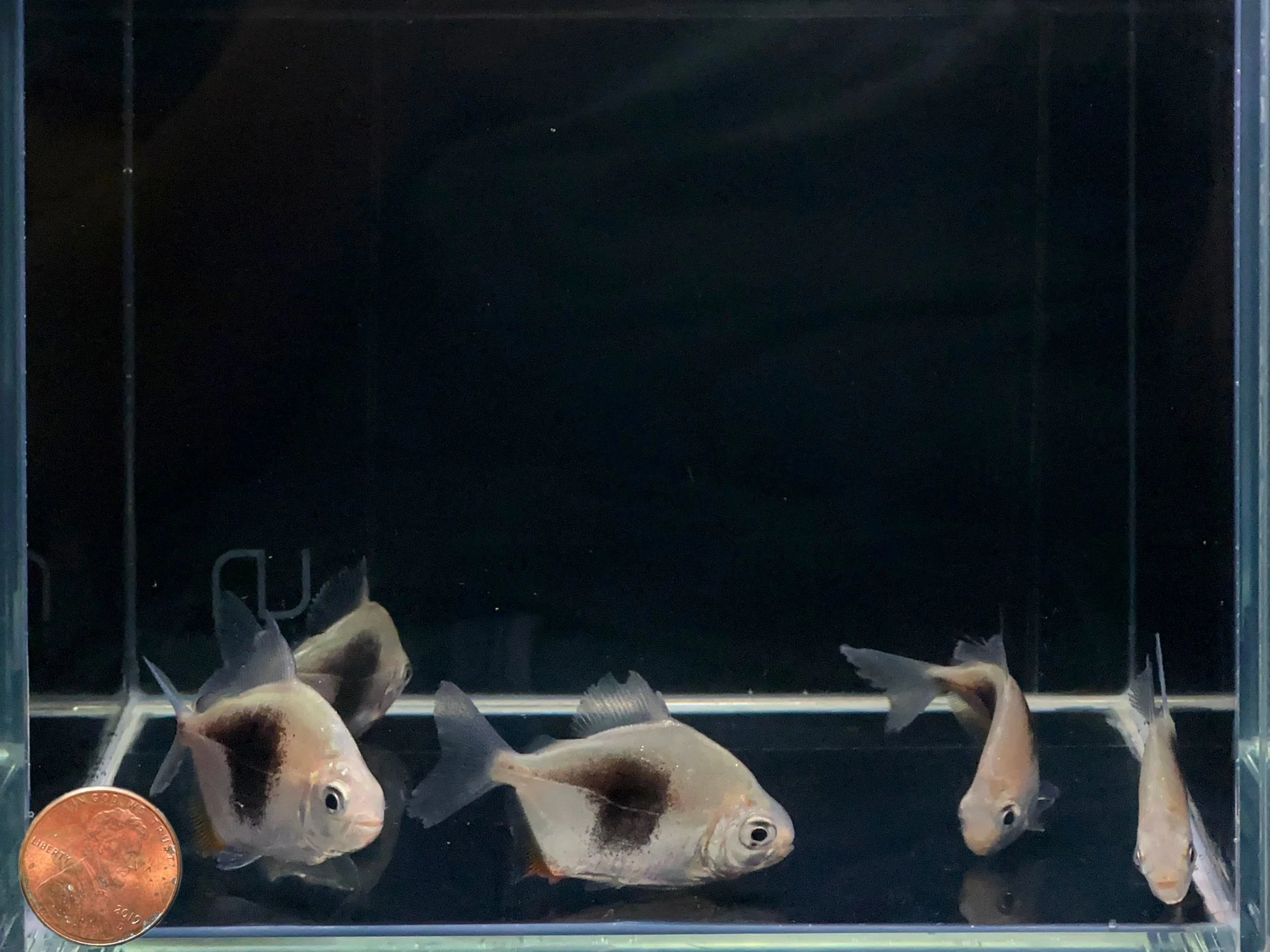 Blackberry Silver Dollar Tetra - Image 2