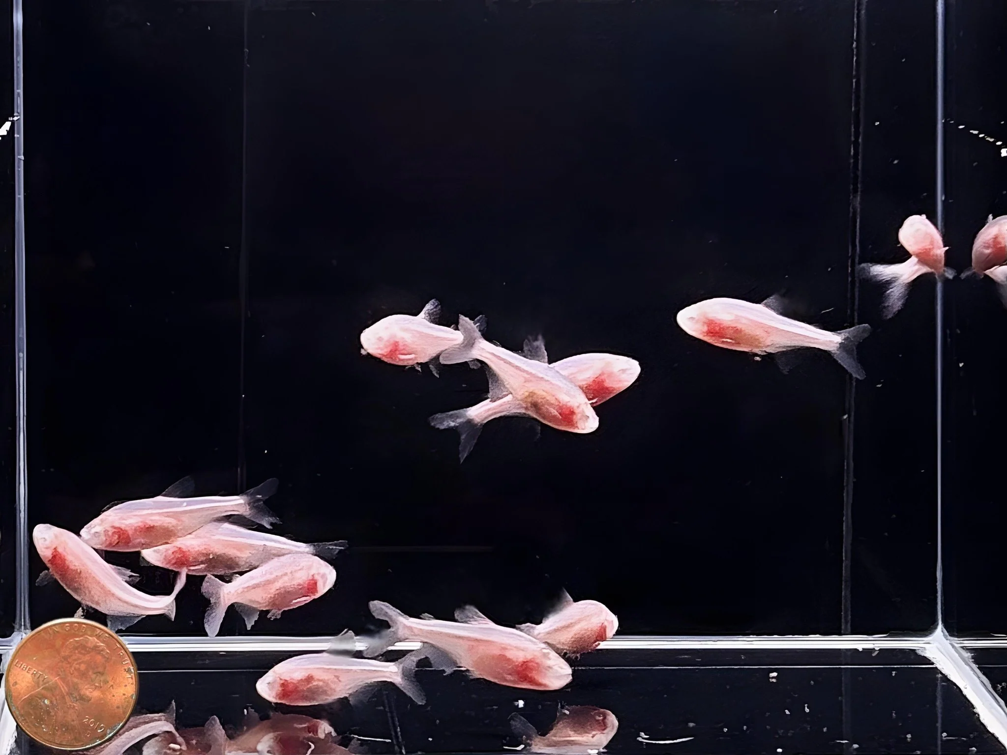 Blind Cave Tetra