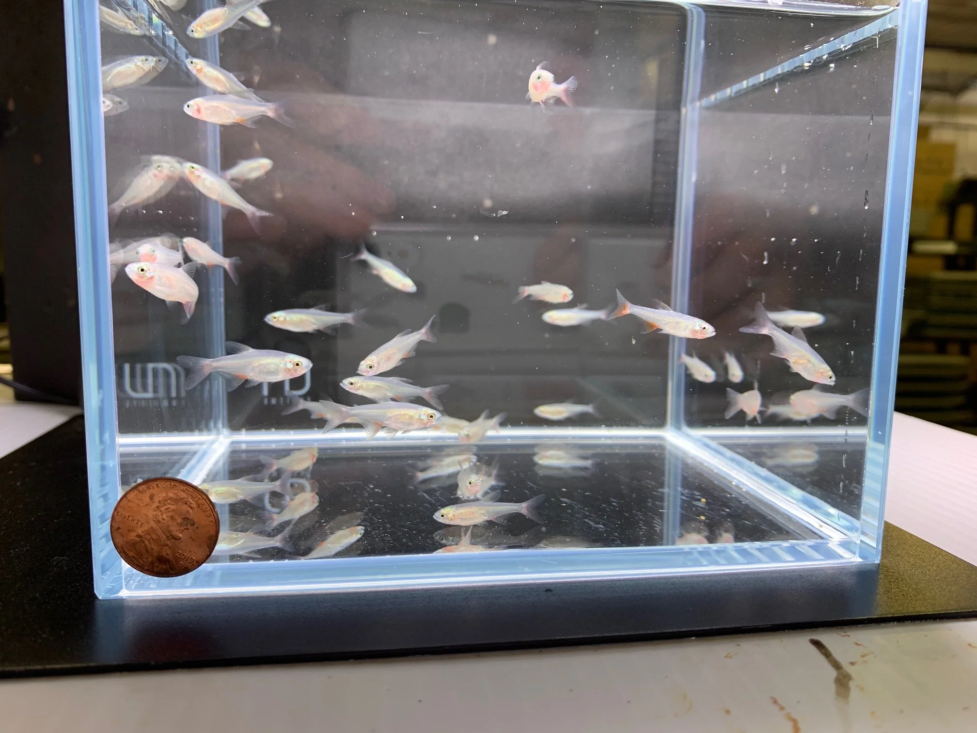 Bloodfin Tetra