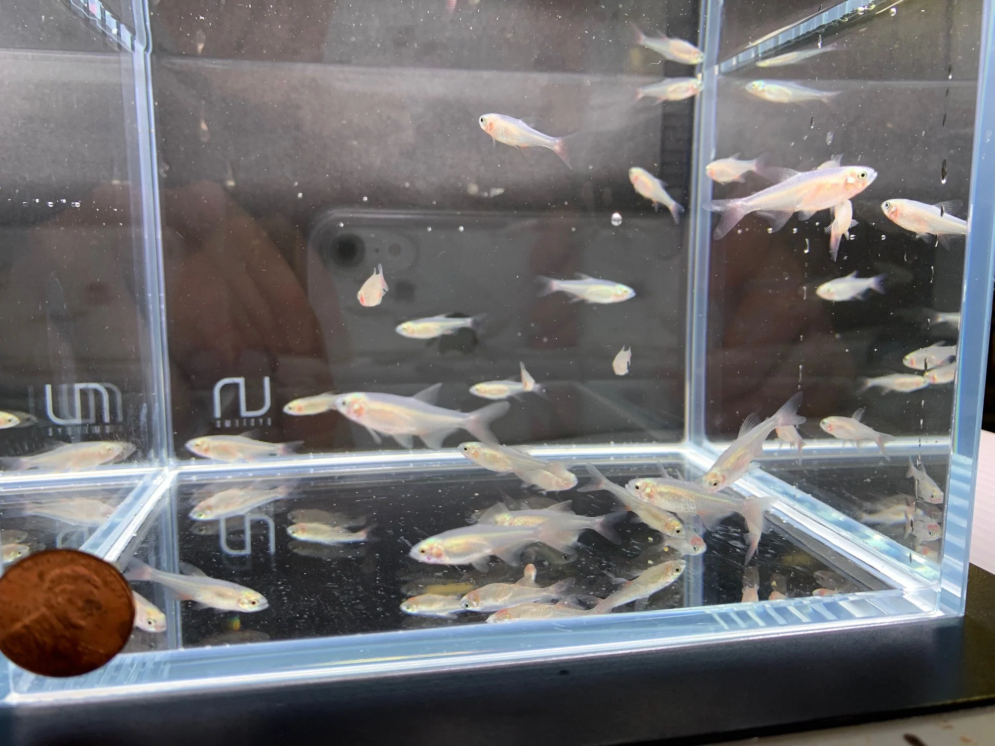 Bloodfin Tetra - Image 2
