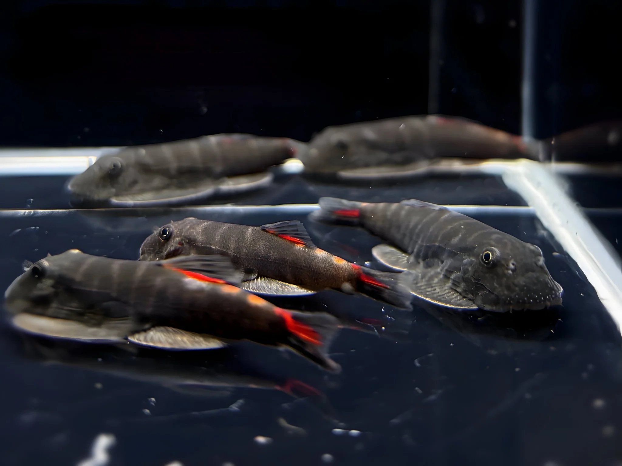 Hillstream Loach | Bloody Mary