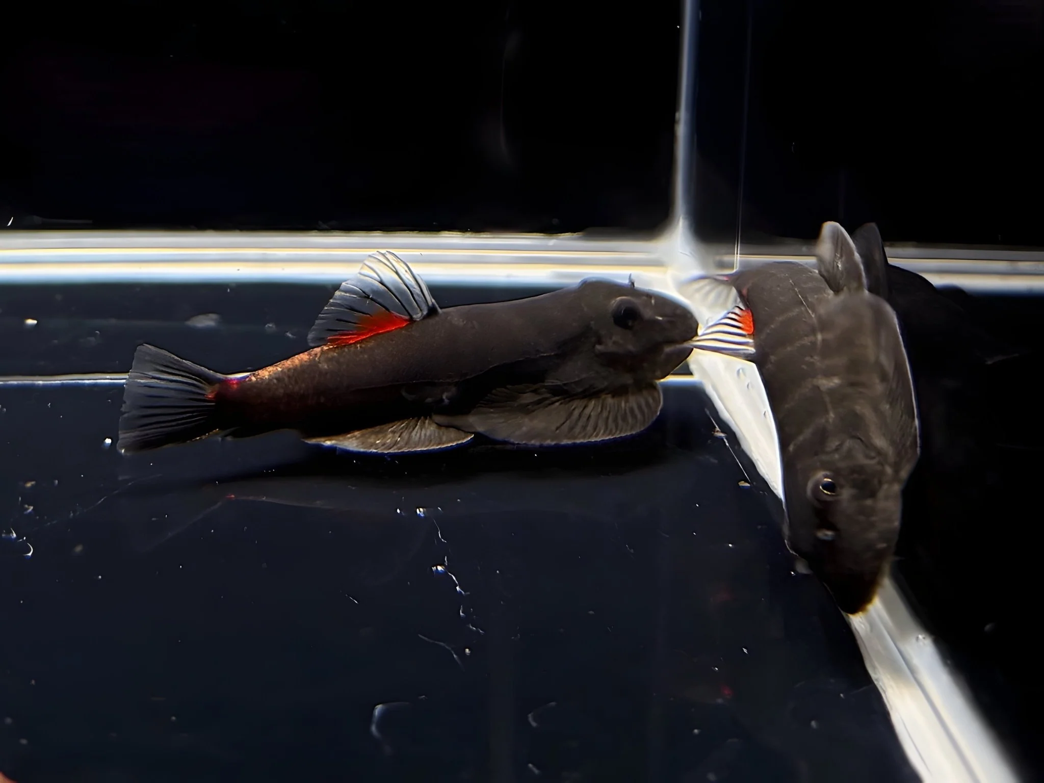 Hillstream Loach | Bloody Mary - Image 2