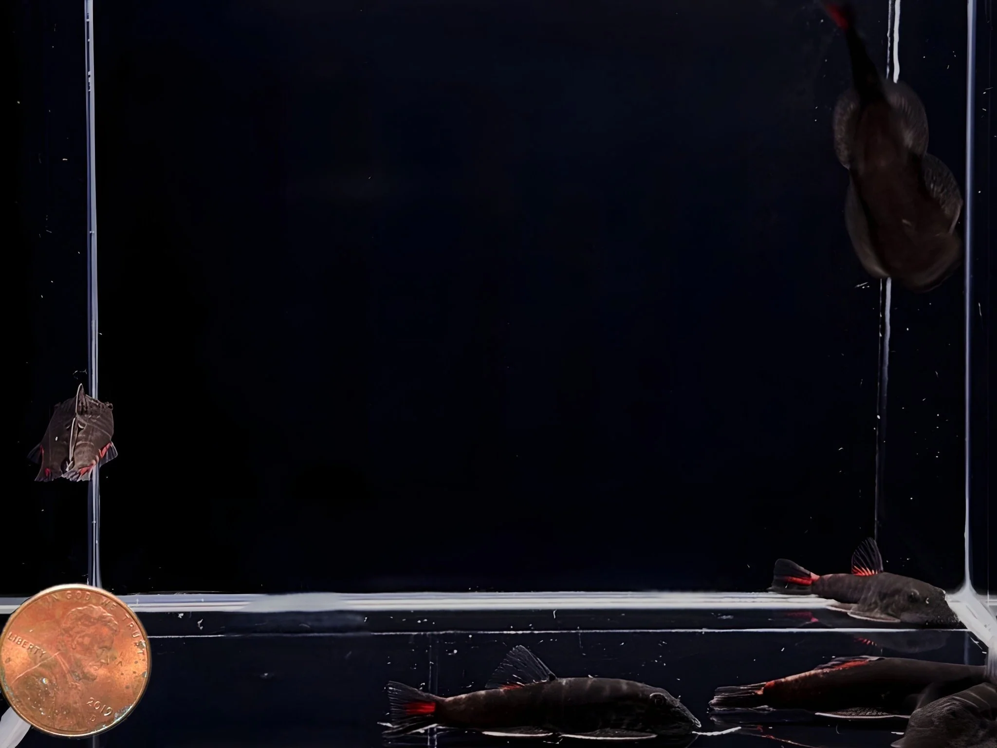 Hillstream Loach | Bloody Mary - Image 3