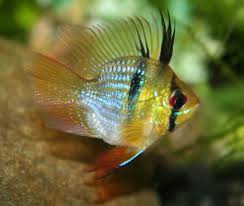 Blue Balloon Ram