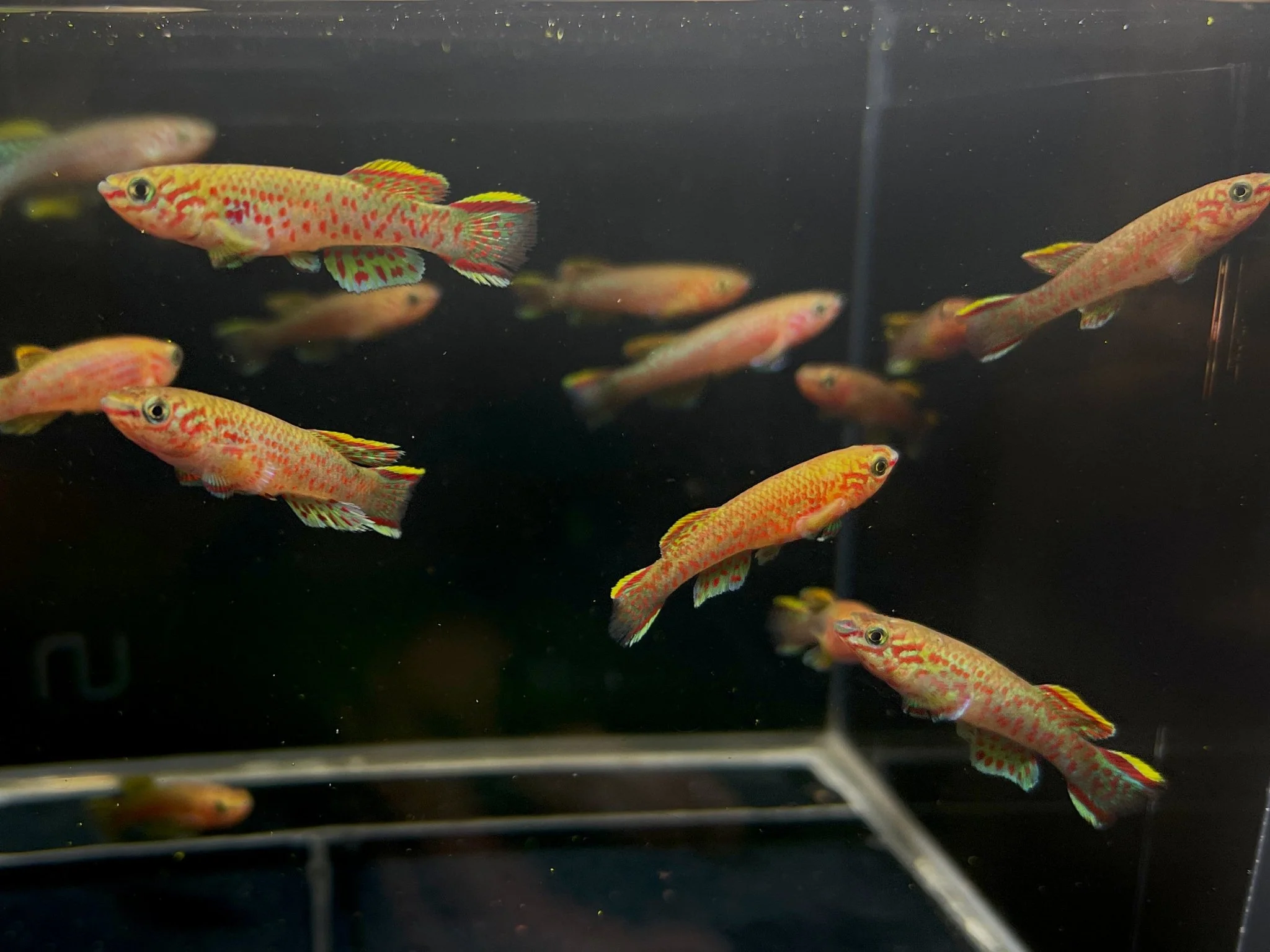 Blue Lyretail / Gardner's Killi Male