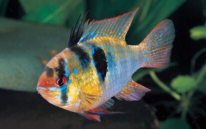 Blue Ram