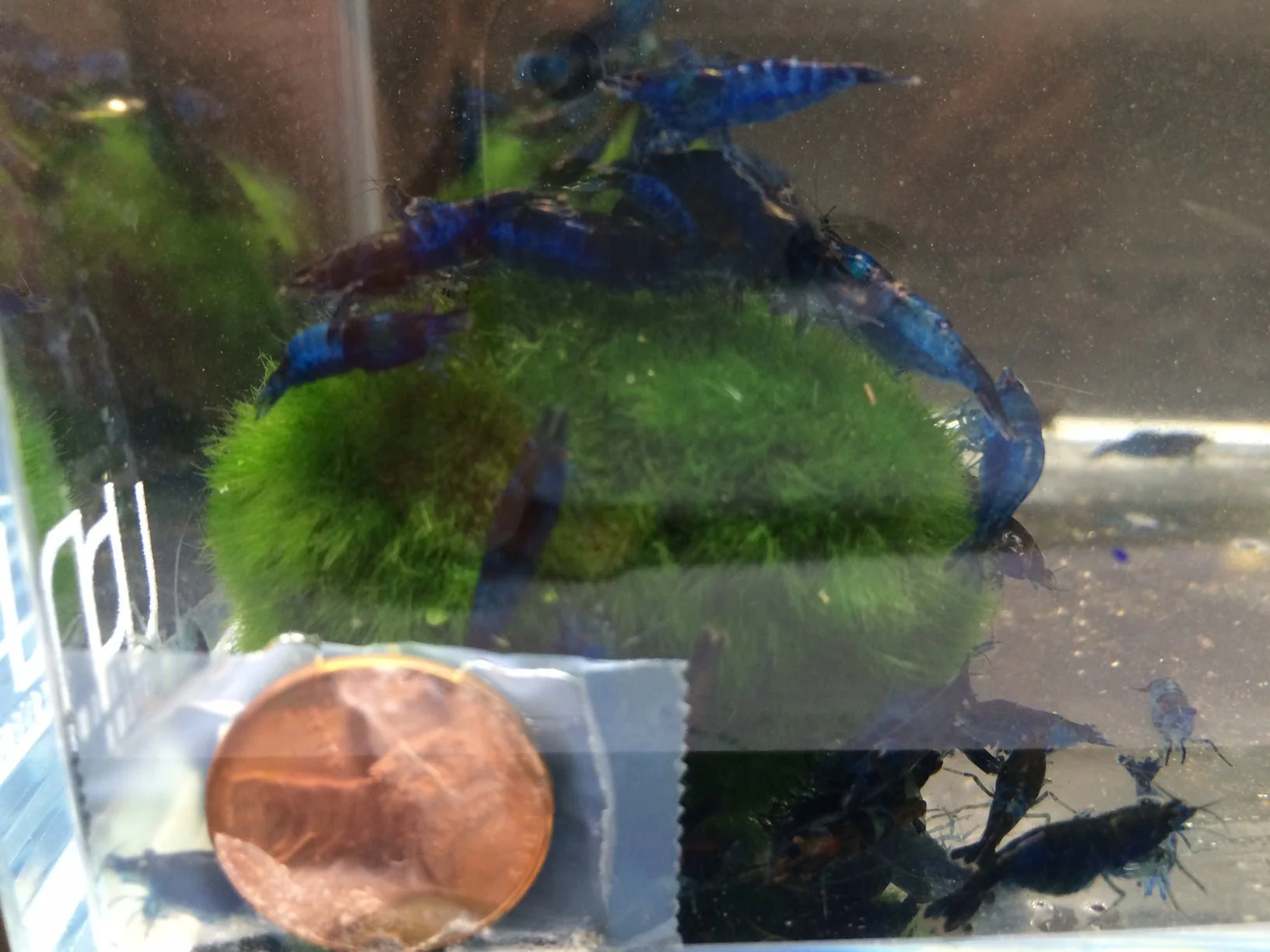 Blue Rili Shrimp - Image 2