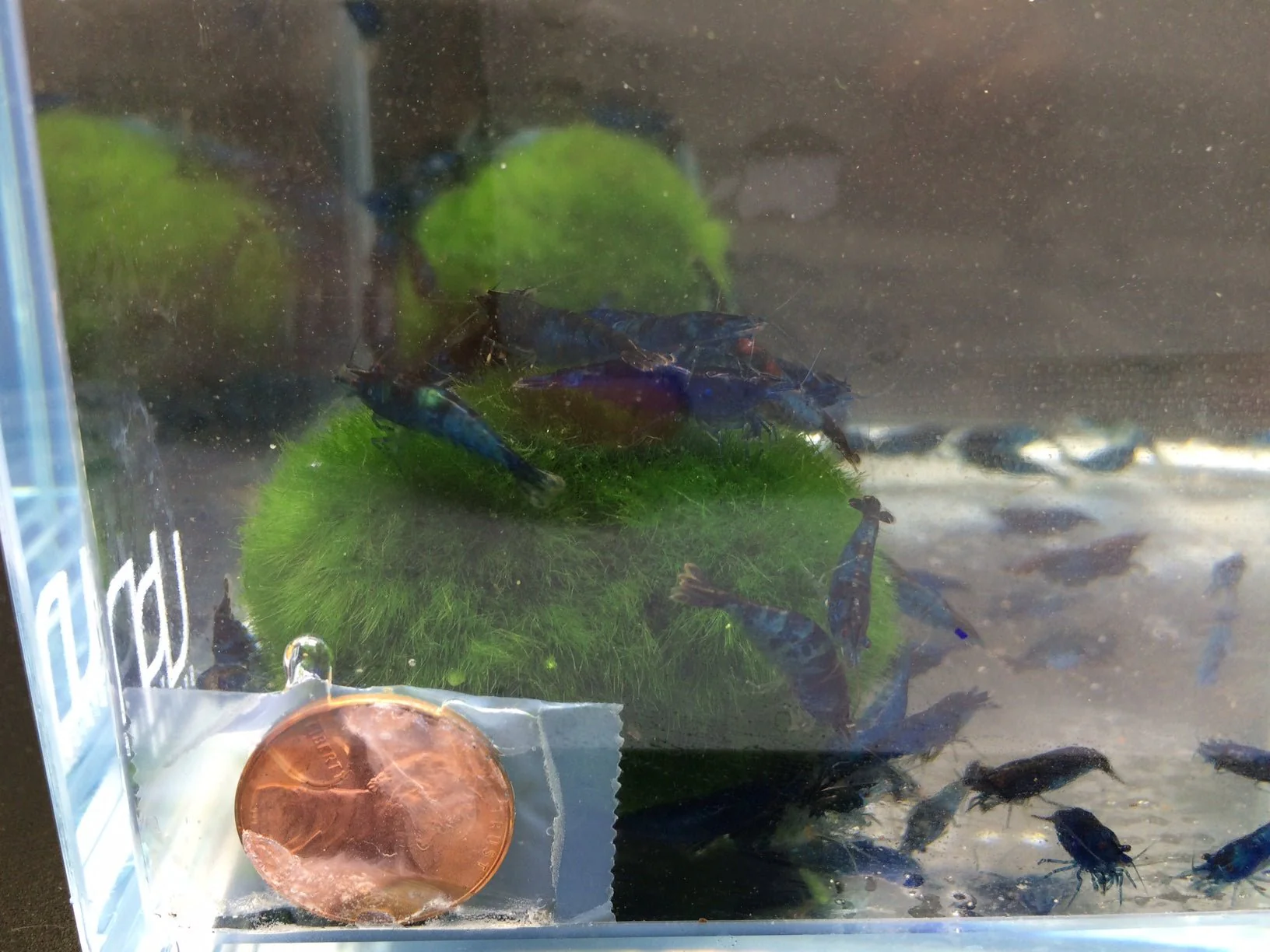 Blue Rili Shrimp - Image 3