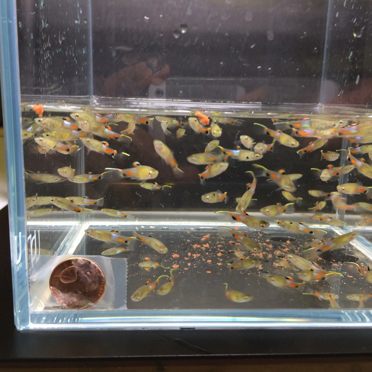 Blue Snakeskin Endler Pair