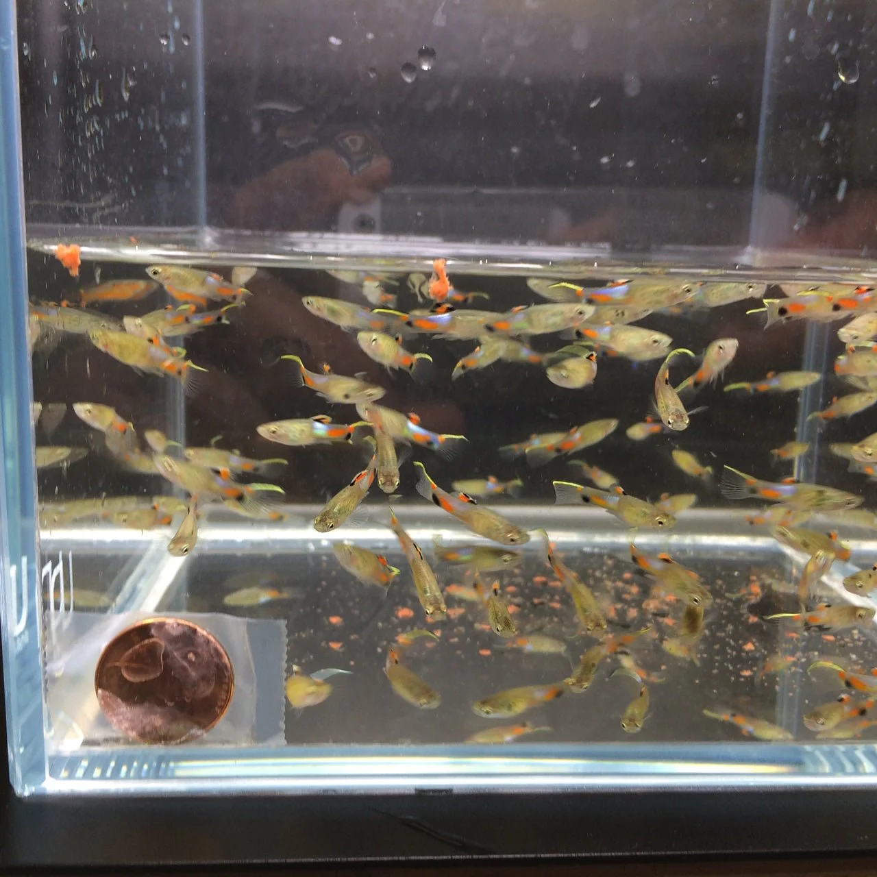 Blue Snakeskin Endler Pair - Image 2