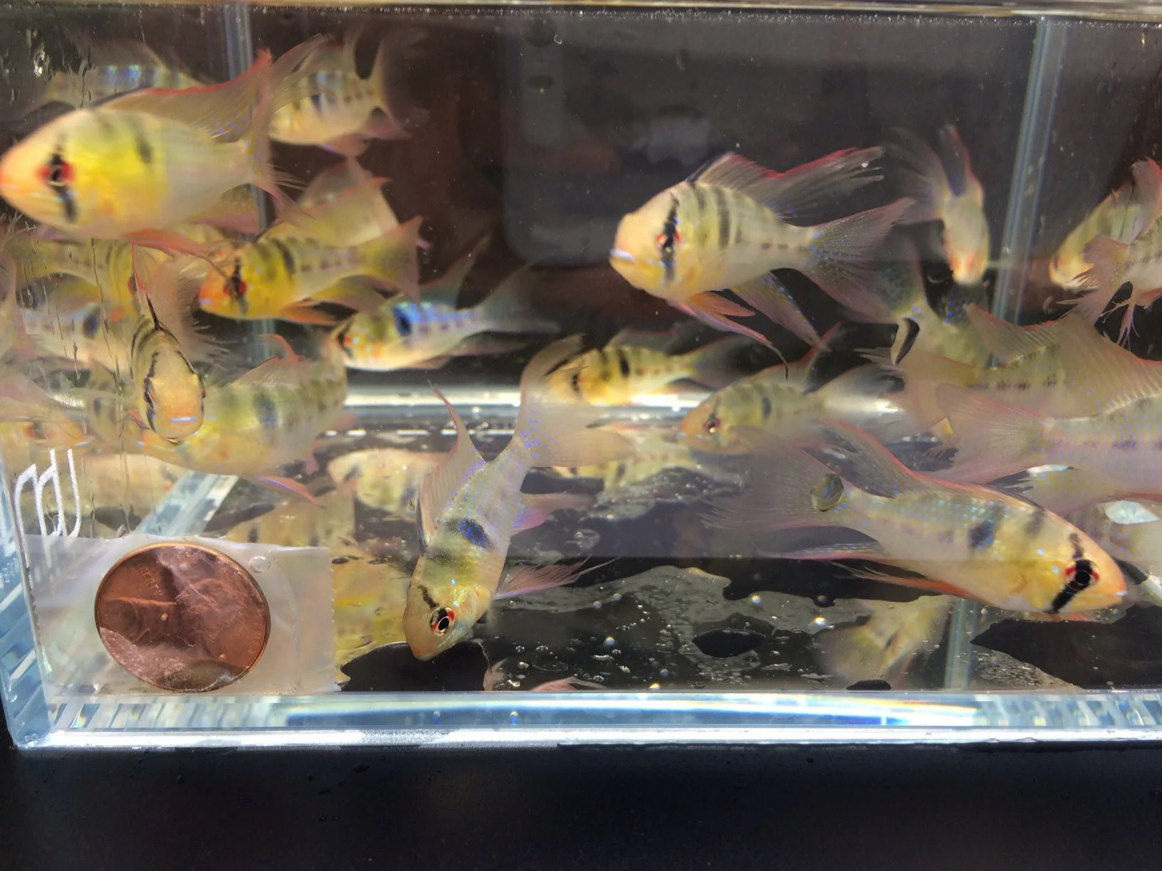 Blue Veiltail Ram