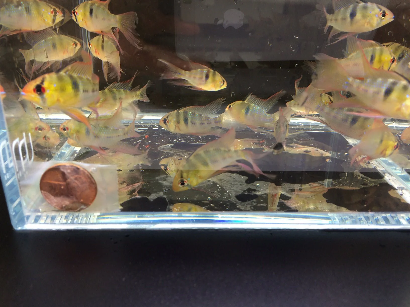Blue Veiltail Ram - Image 2