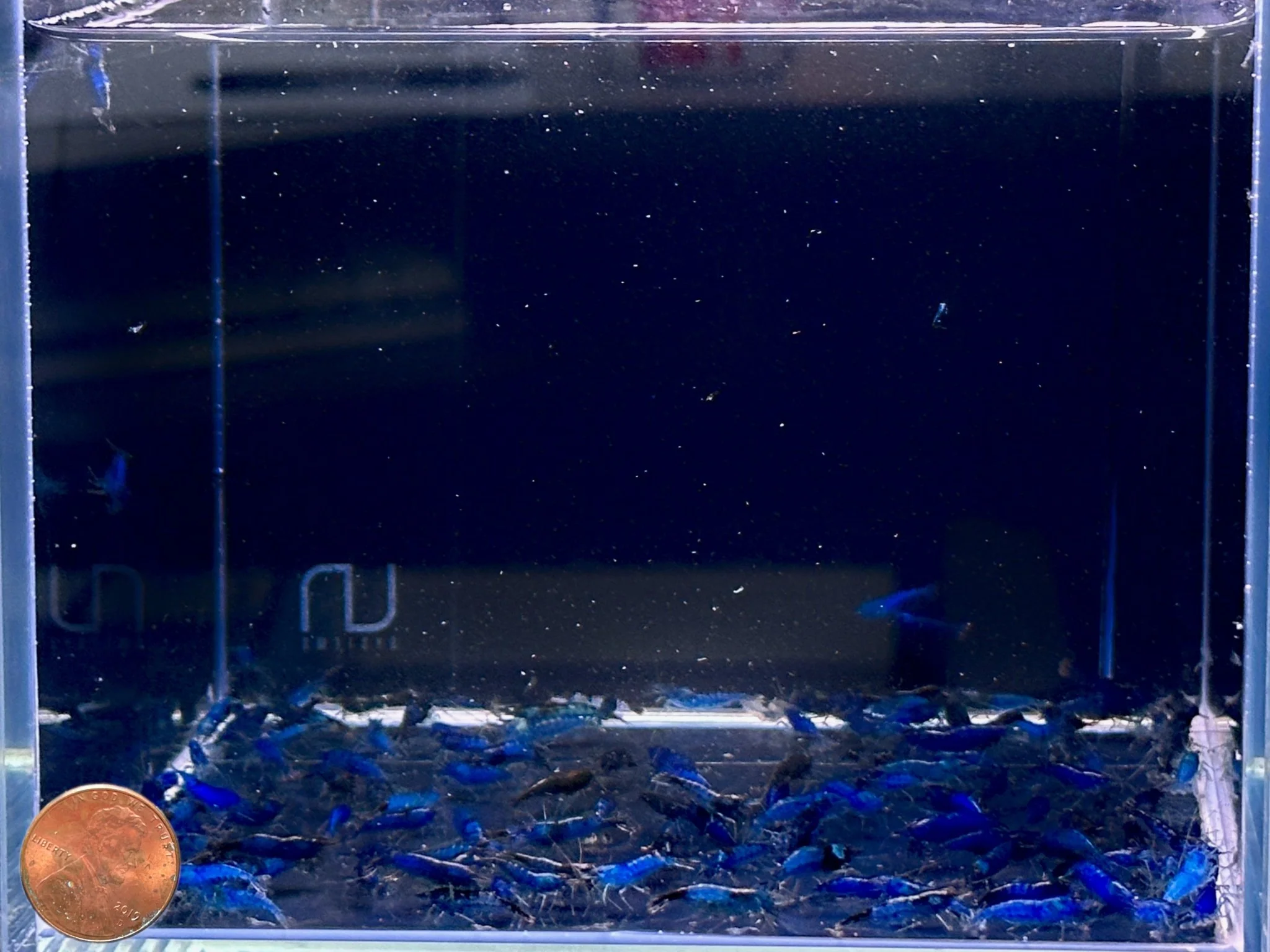 Blue Velvet Shrimp - Image 3