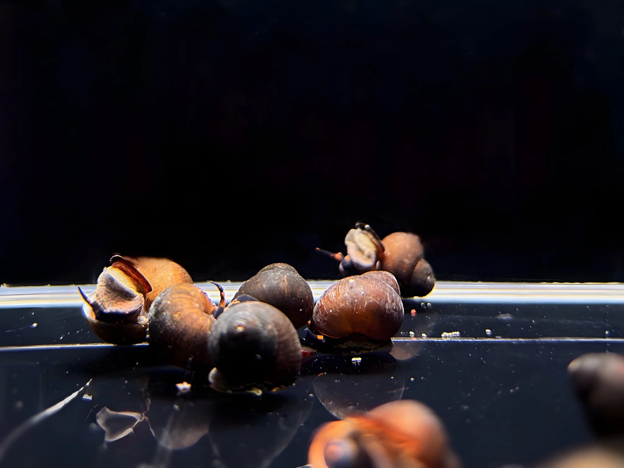Blueberry Snail