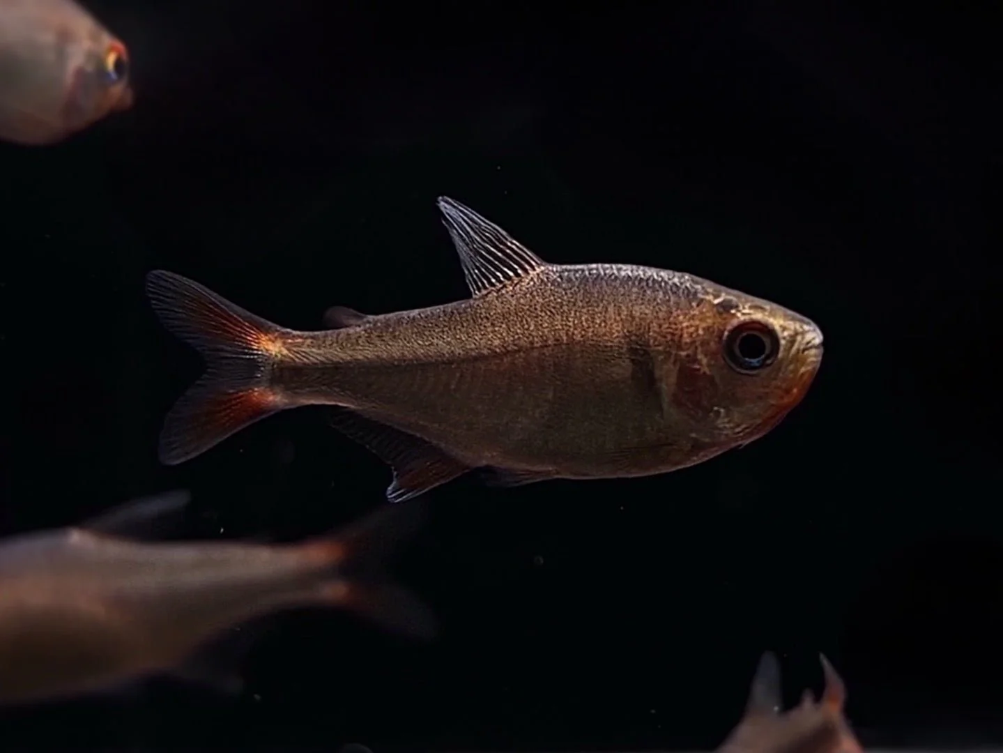 Blueberry Tetra