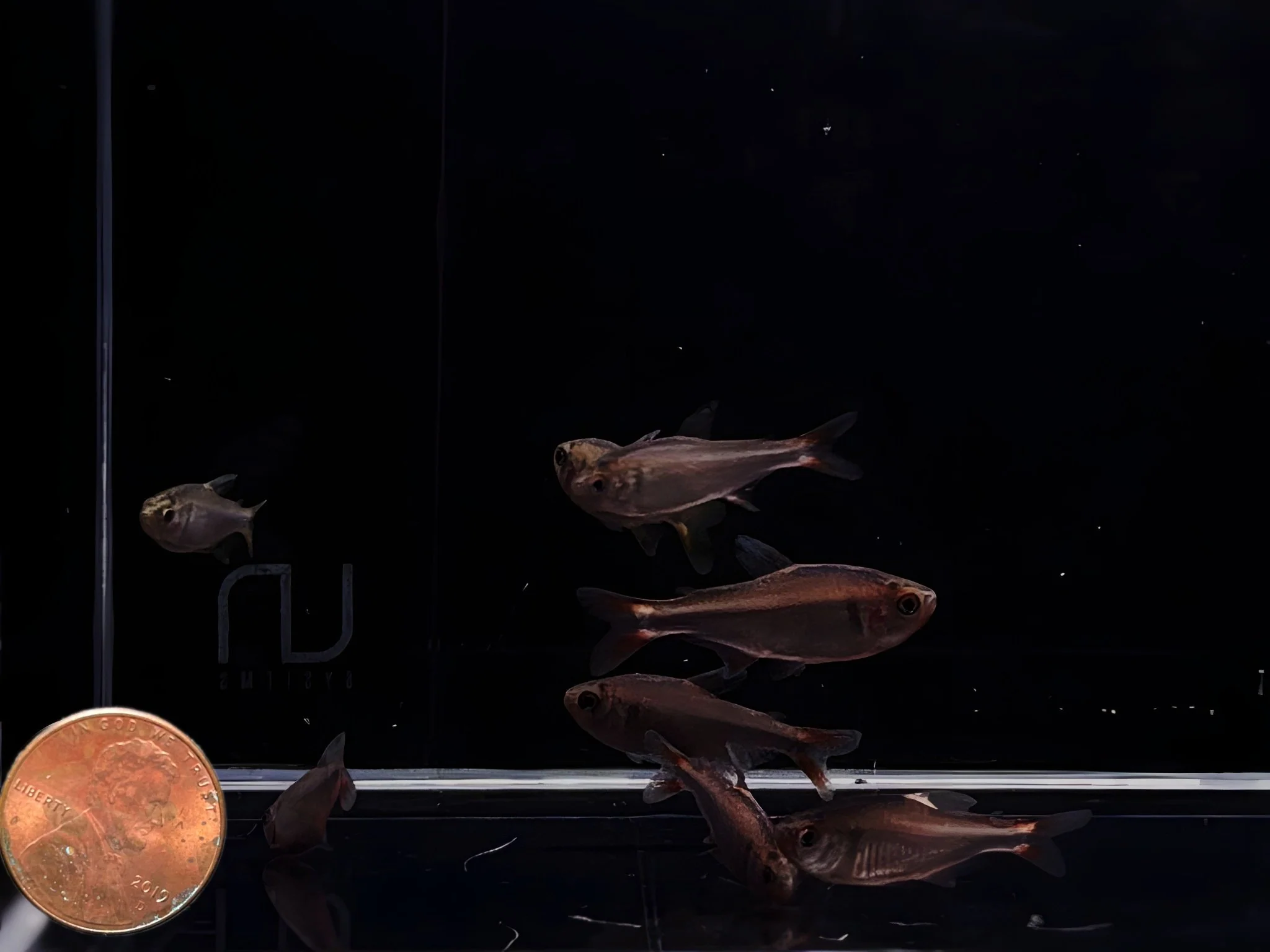Blueberry Tetra - Image 2