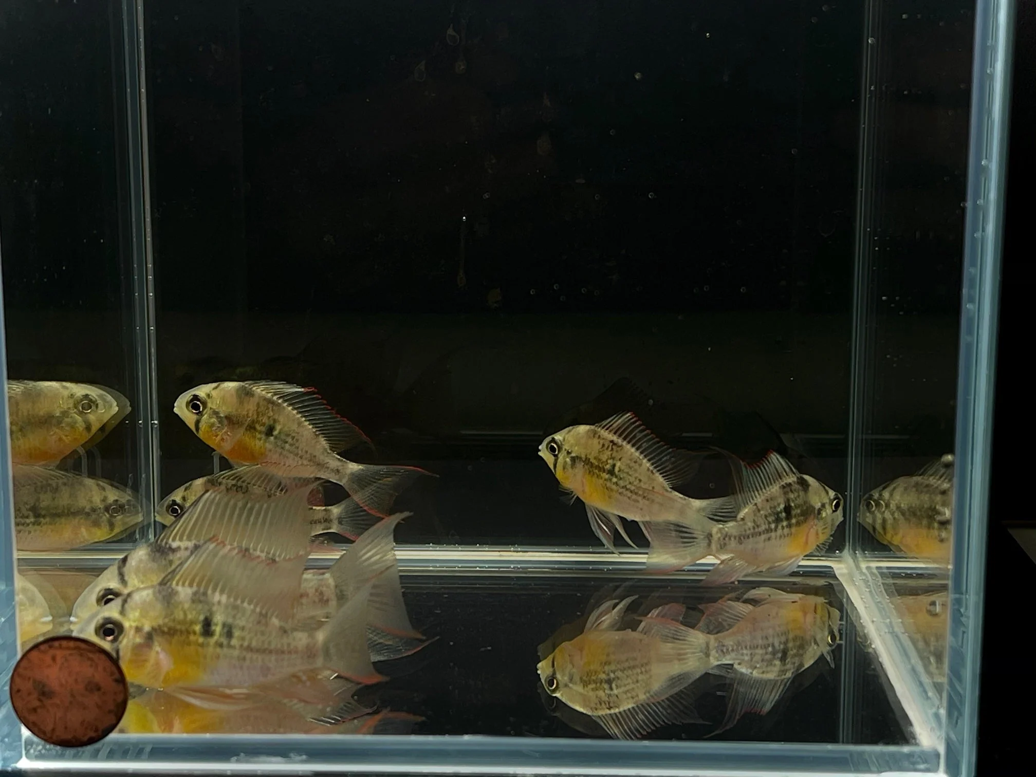 Bolivian Ram - Image 2