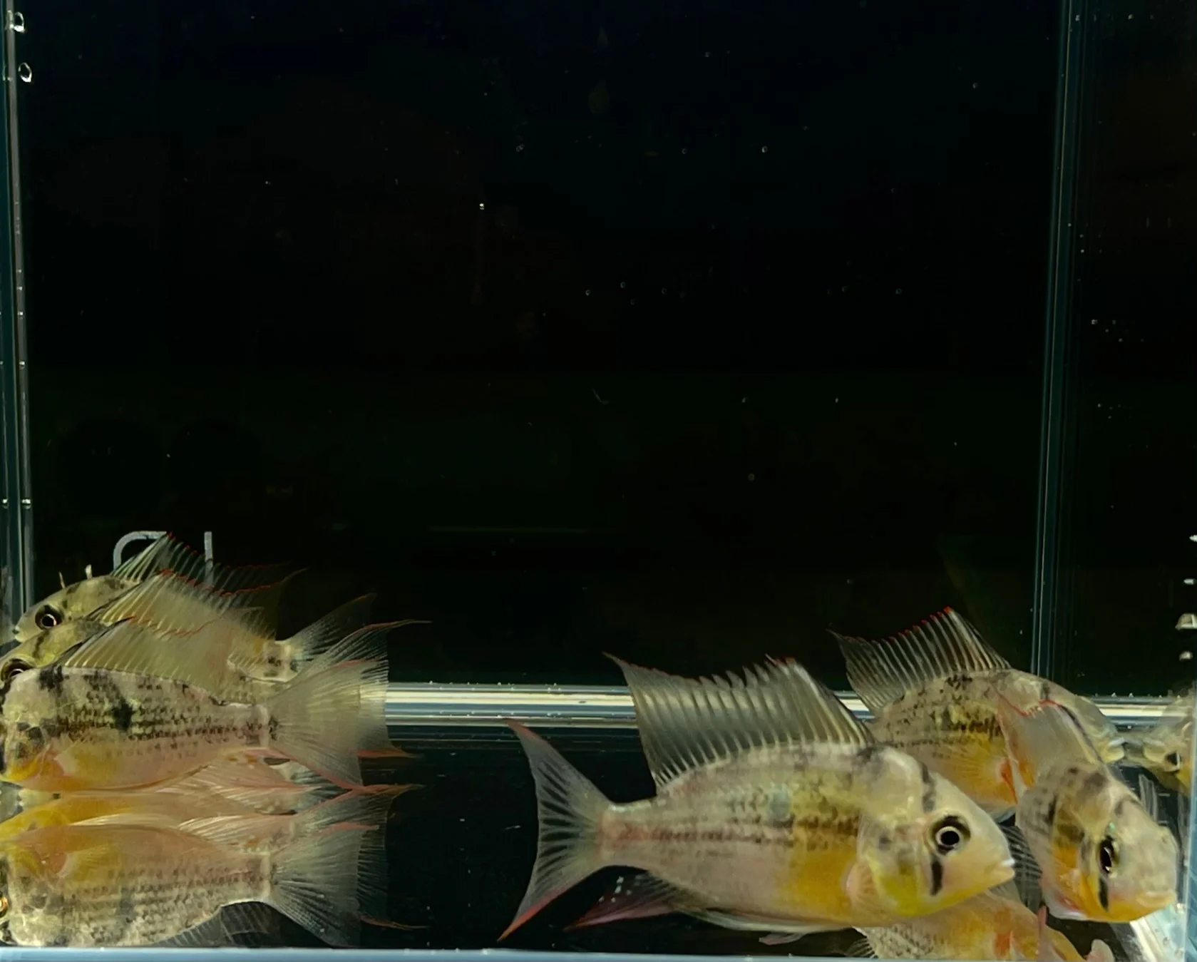Bolivian Ram - Image 3
