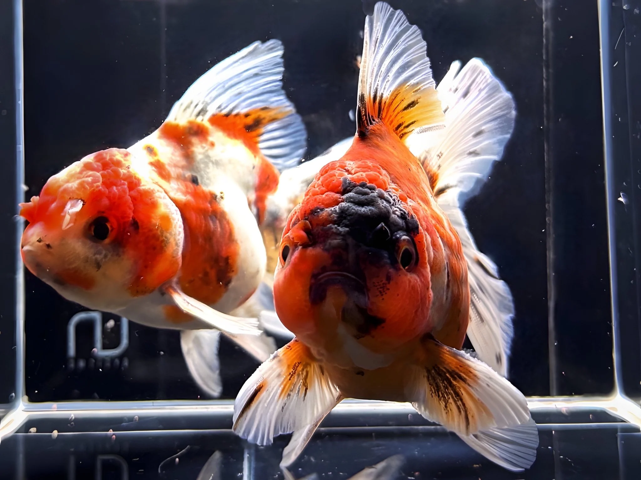 Calico Thailand Oranda Goldfish - 4"-4.5" - Image 2