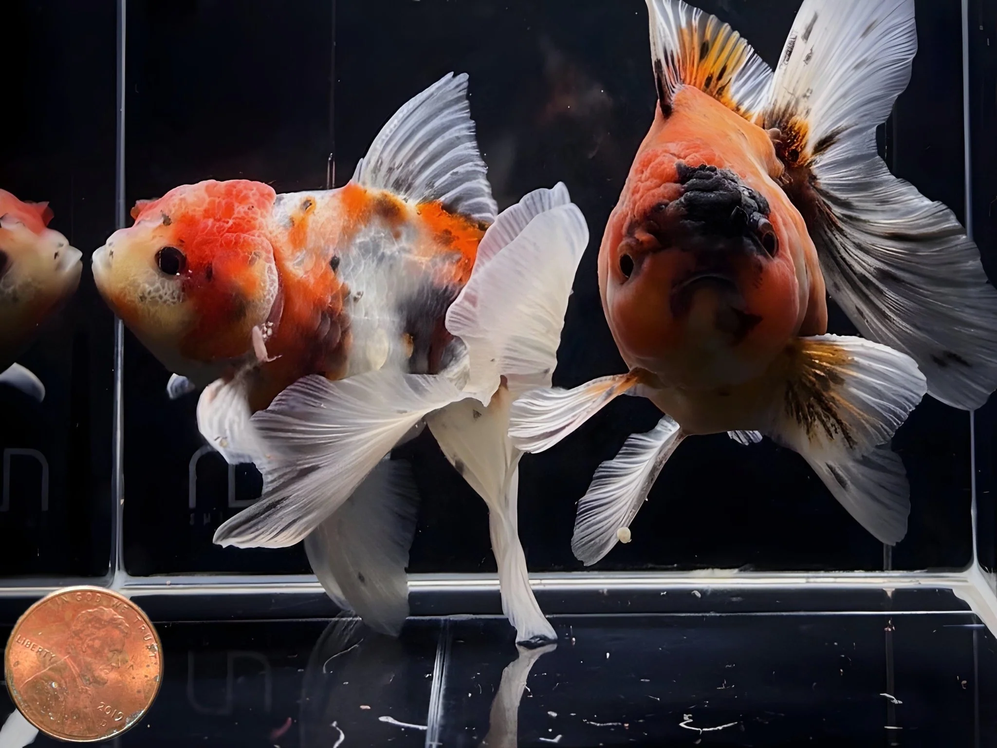 Calico Thailand Oranda Goldfish - 4"-4.5" - Image 3