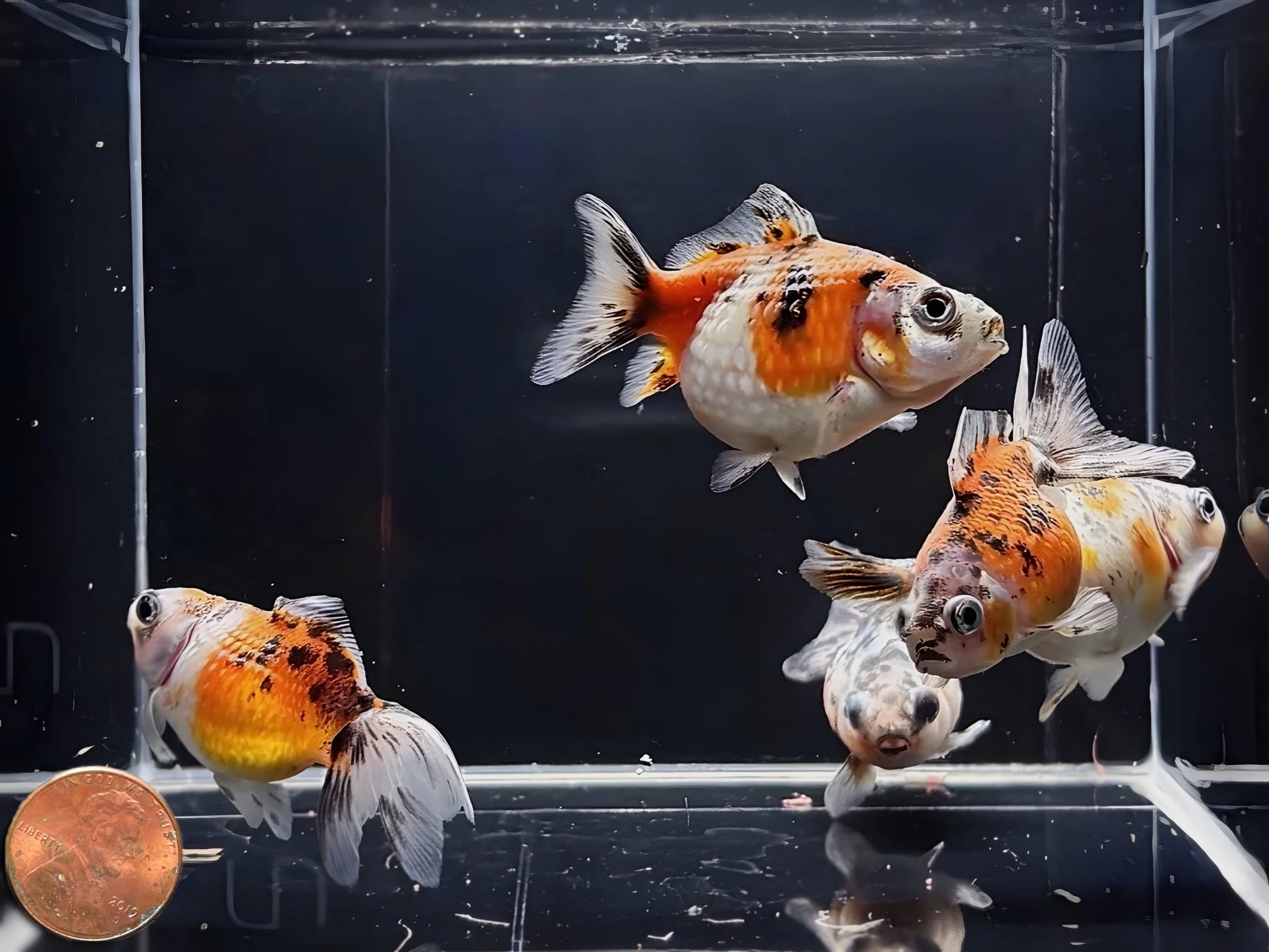 Calico Pearlscale Goldfish 2"-2.5" - Image 3