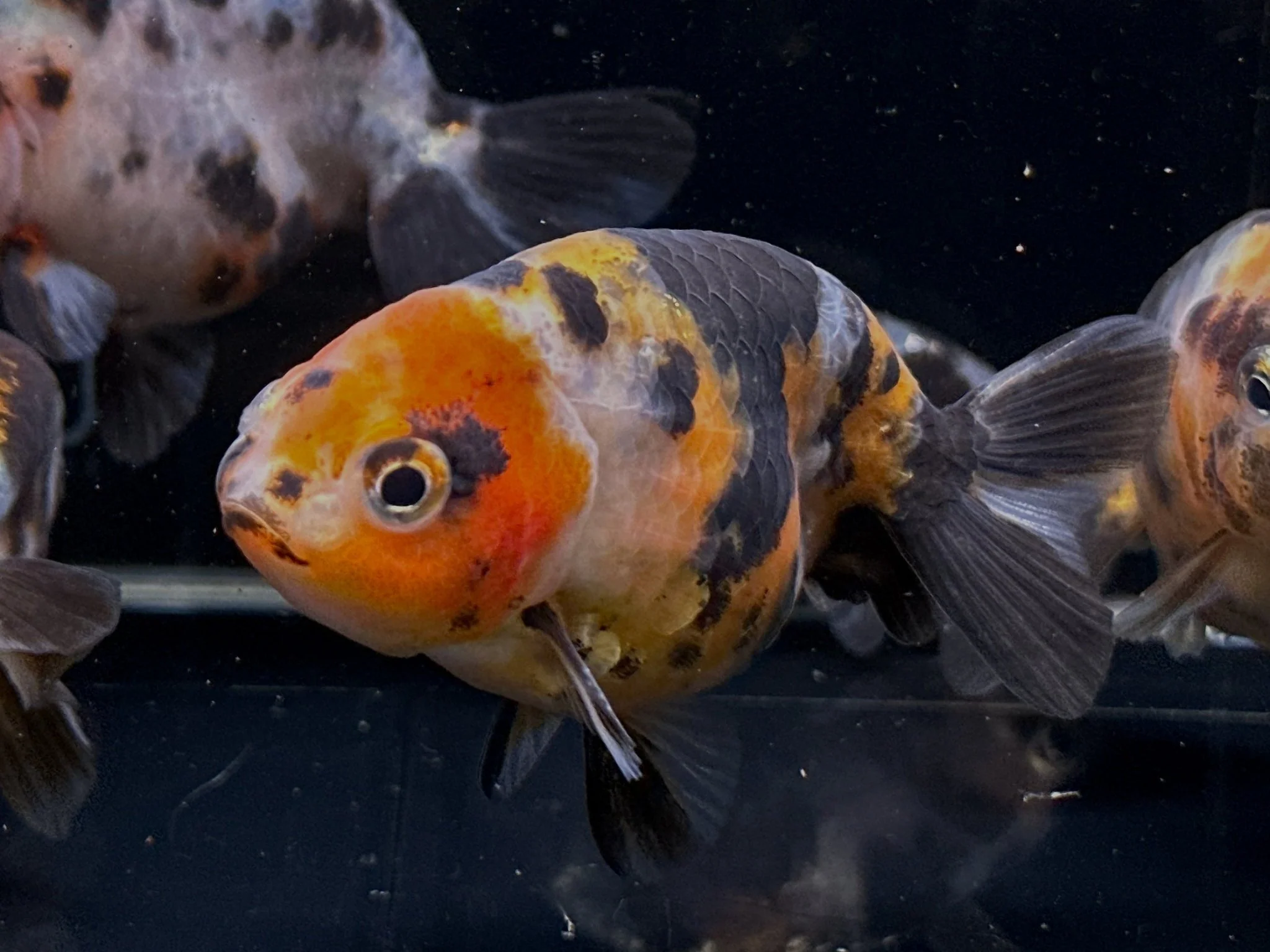 Calico Ranchu Goldfish 2.75-3.25"
