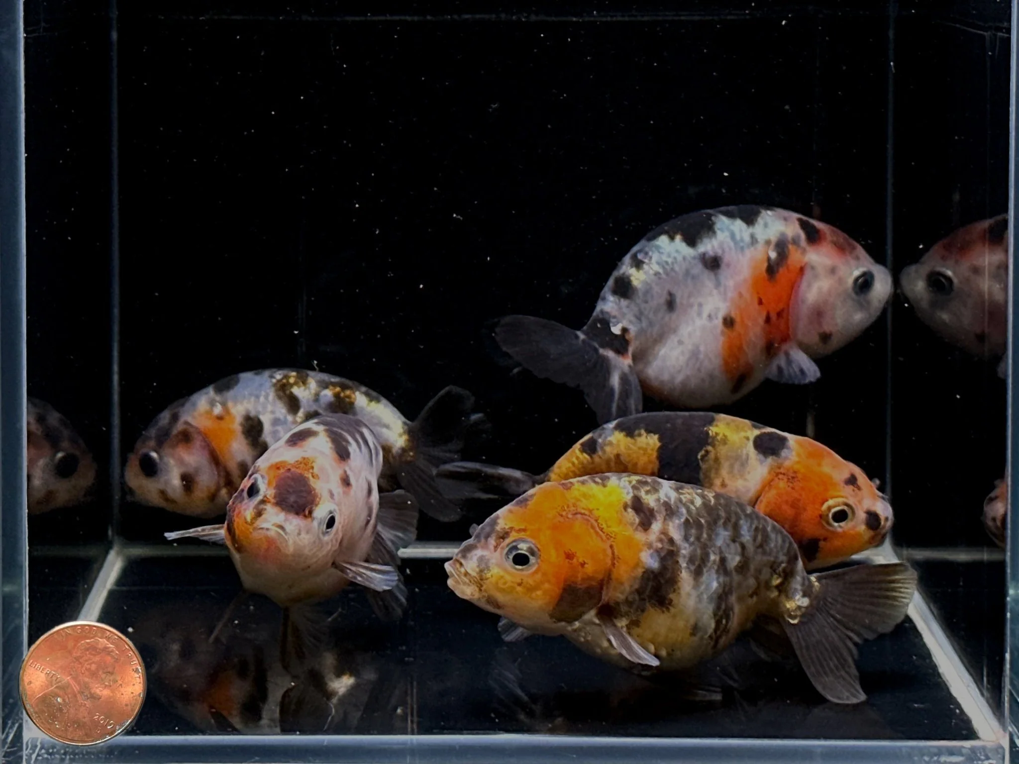 Calico Ranchu Goldfish 2.75-3.25" - Image 2