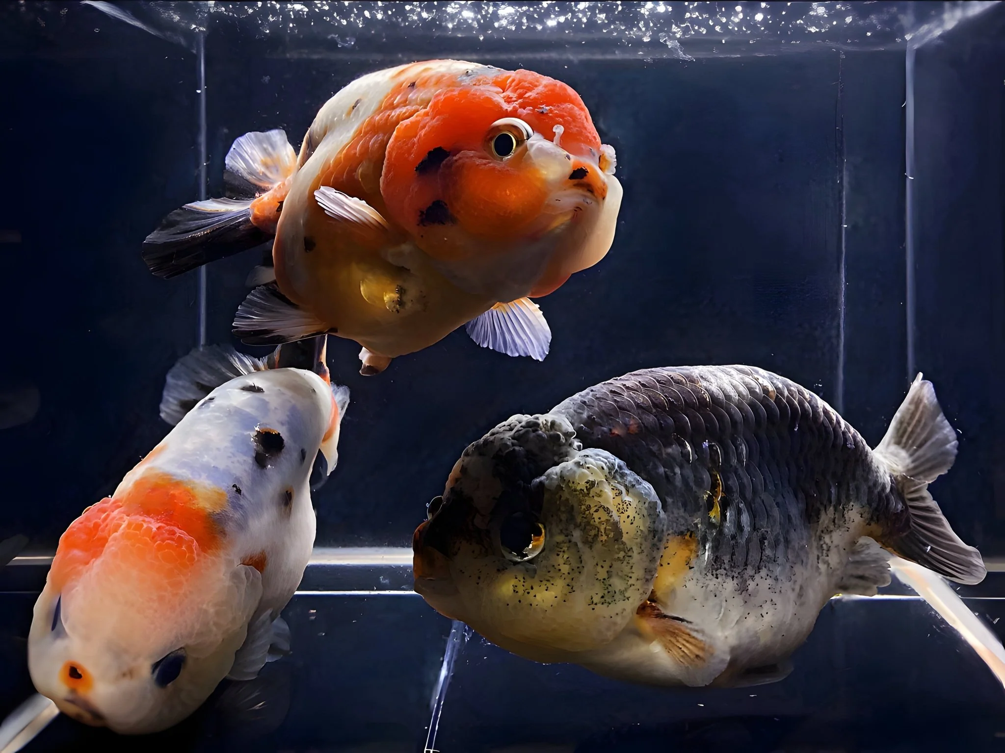 Calico Ranchu Goldfish - 3.5-4"