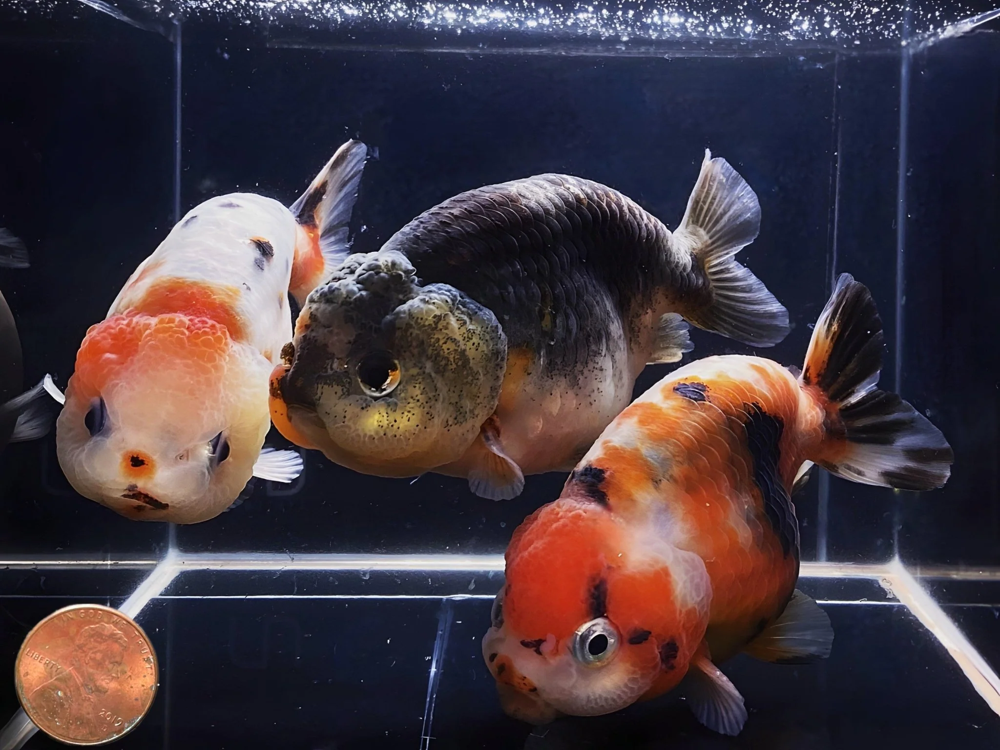Calico Ranchu Goldfish - 3.5-4" - Image 2