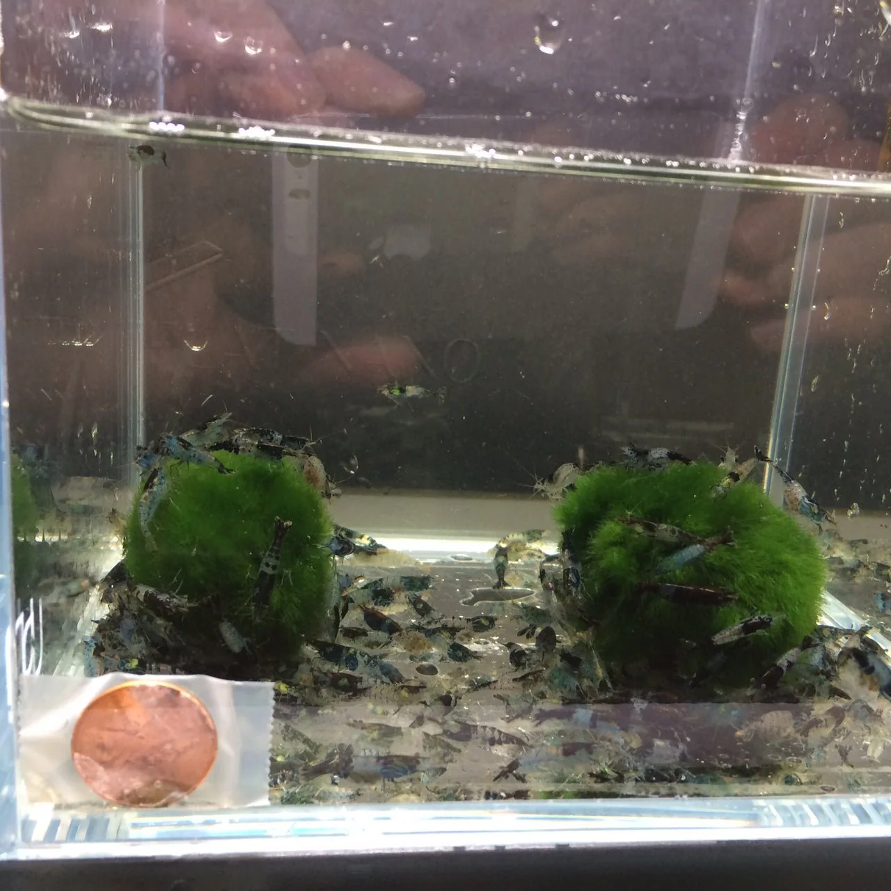 Carbon Rili Shrimp - Image 3