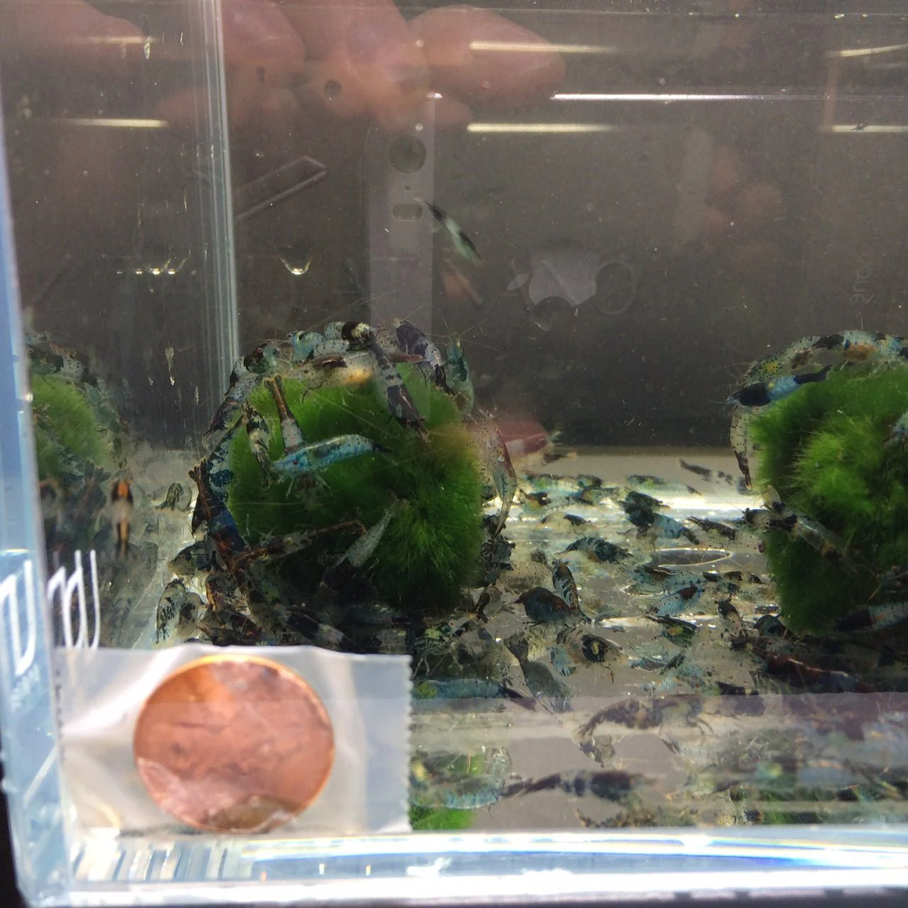 Carbon Rili Shrimp - Image 4
