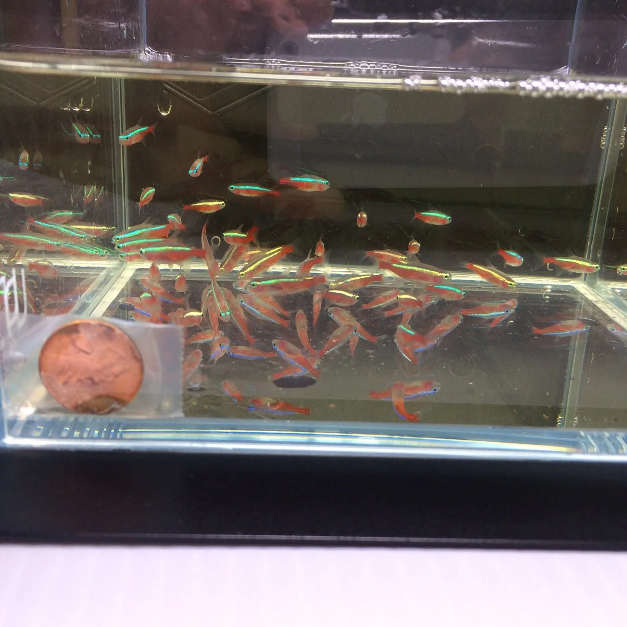 Cardinal Tetra - Image 3